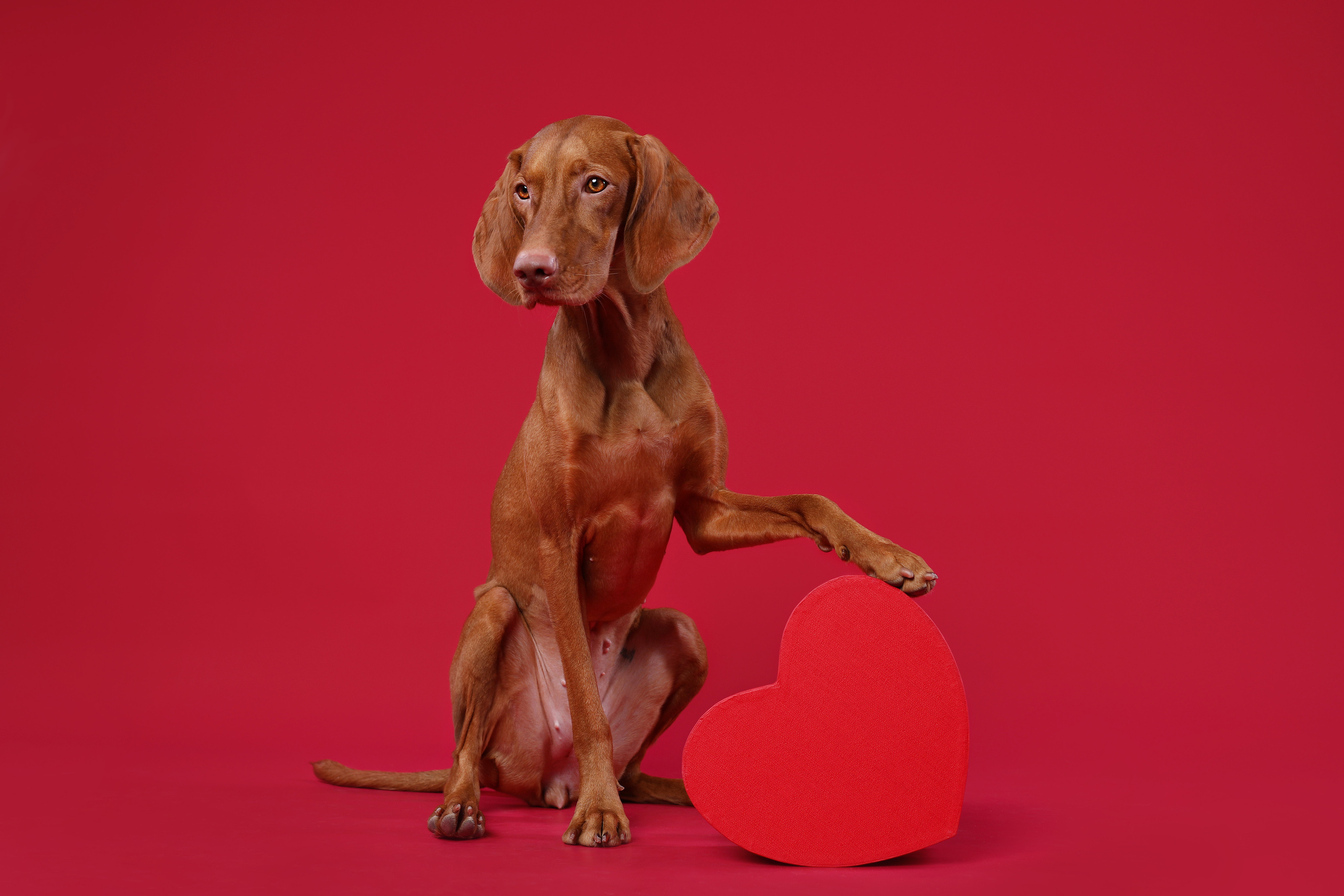 В студии. Фотограф- анималист Санкт-Петербург