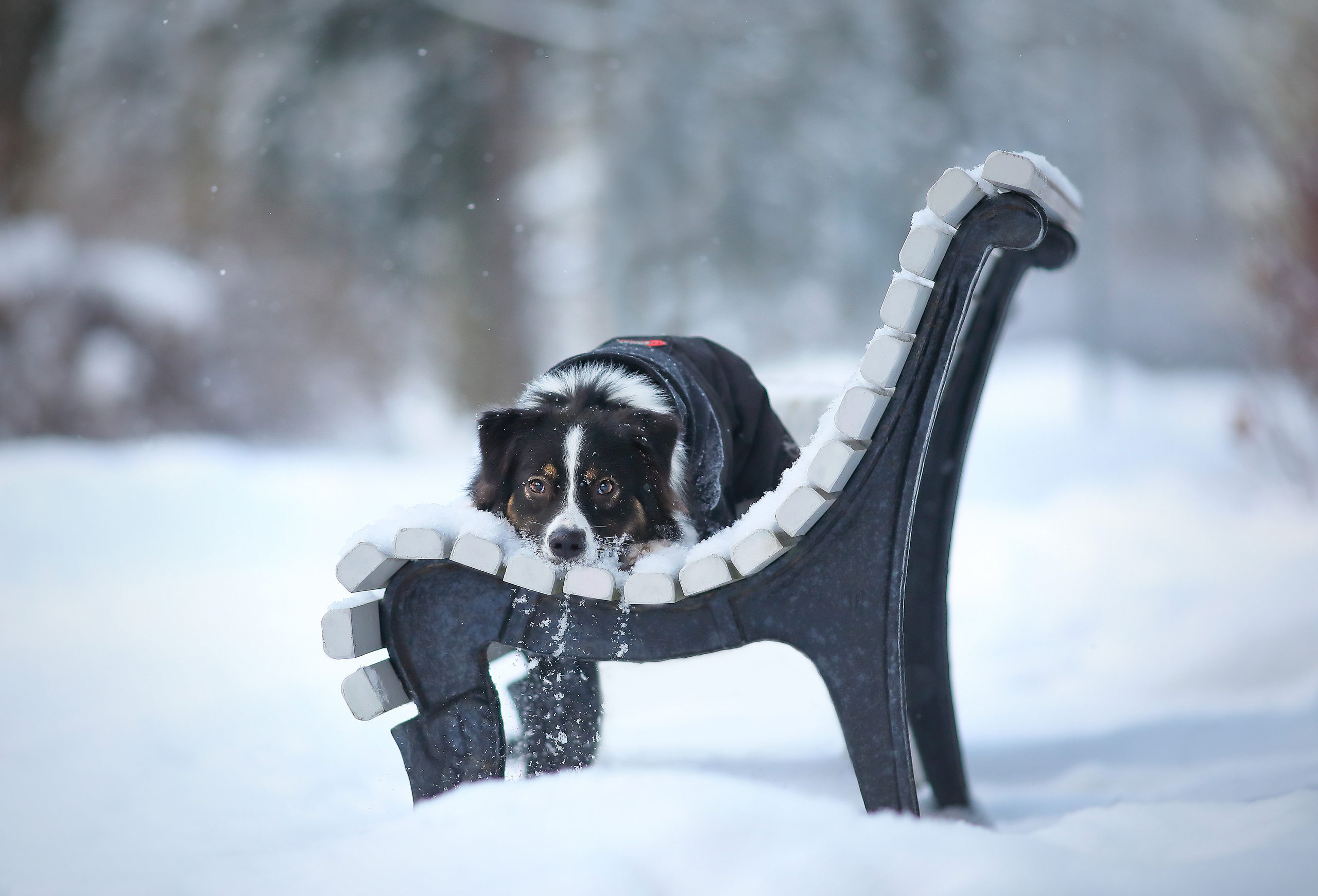 На природе. Фотограф- анималист Санкт-Петербург