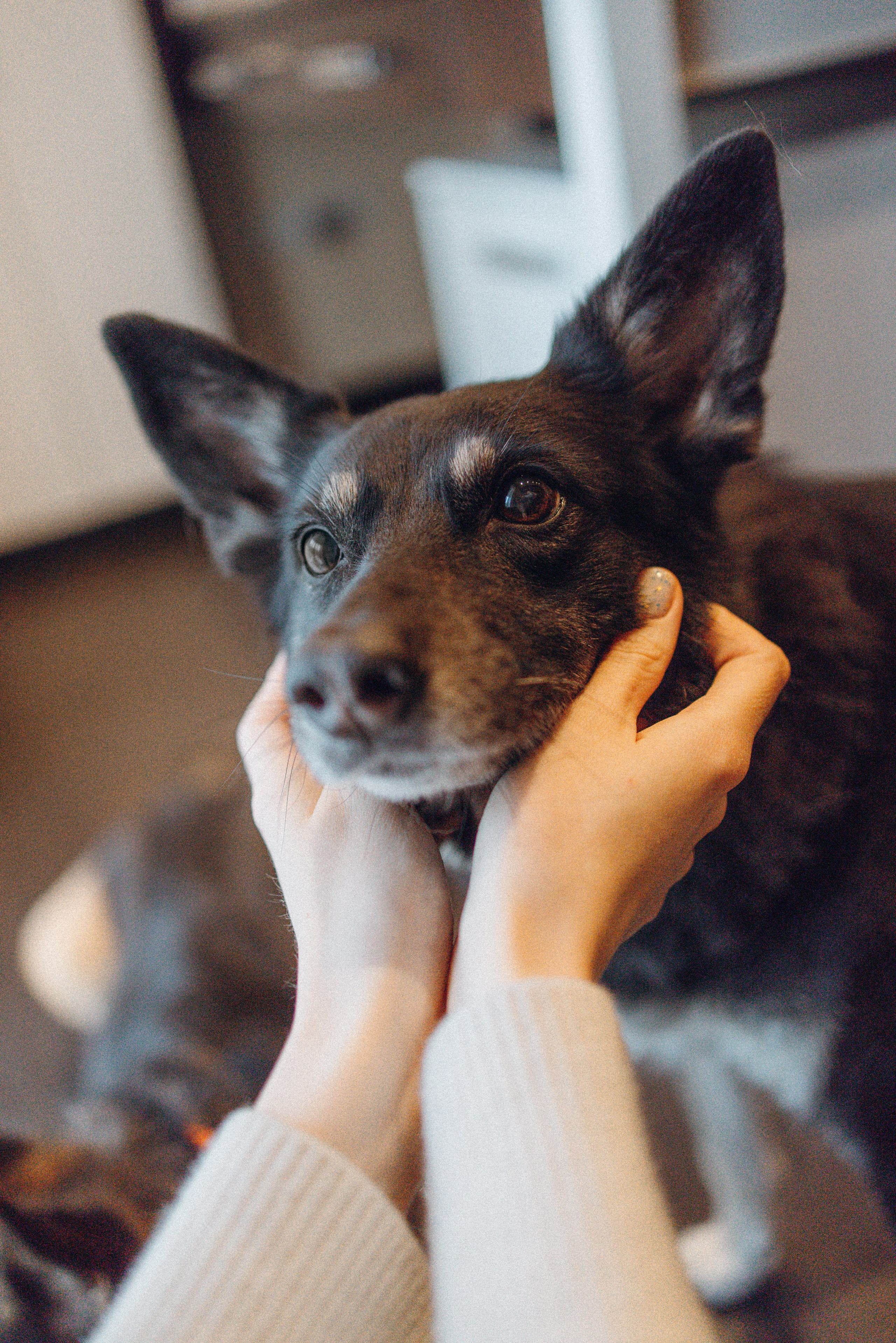 Ника, Матиша и Герда. Фотограф-анималист в Москве Лера Черноног