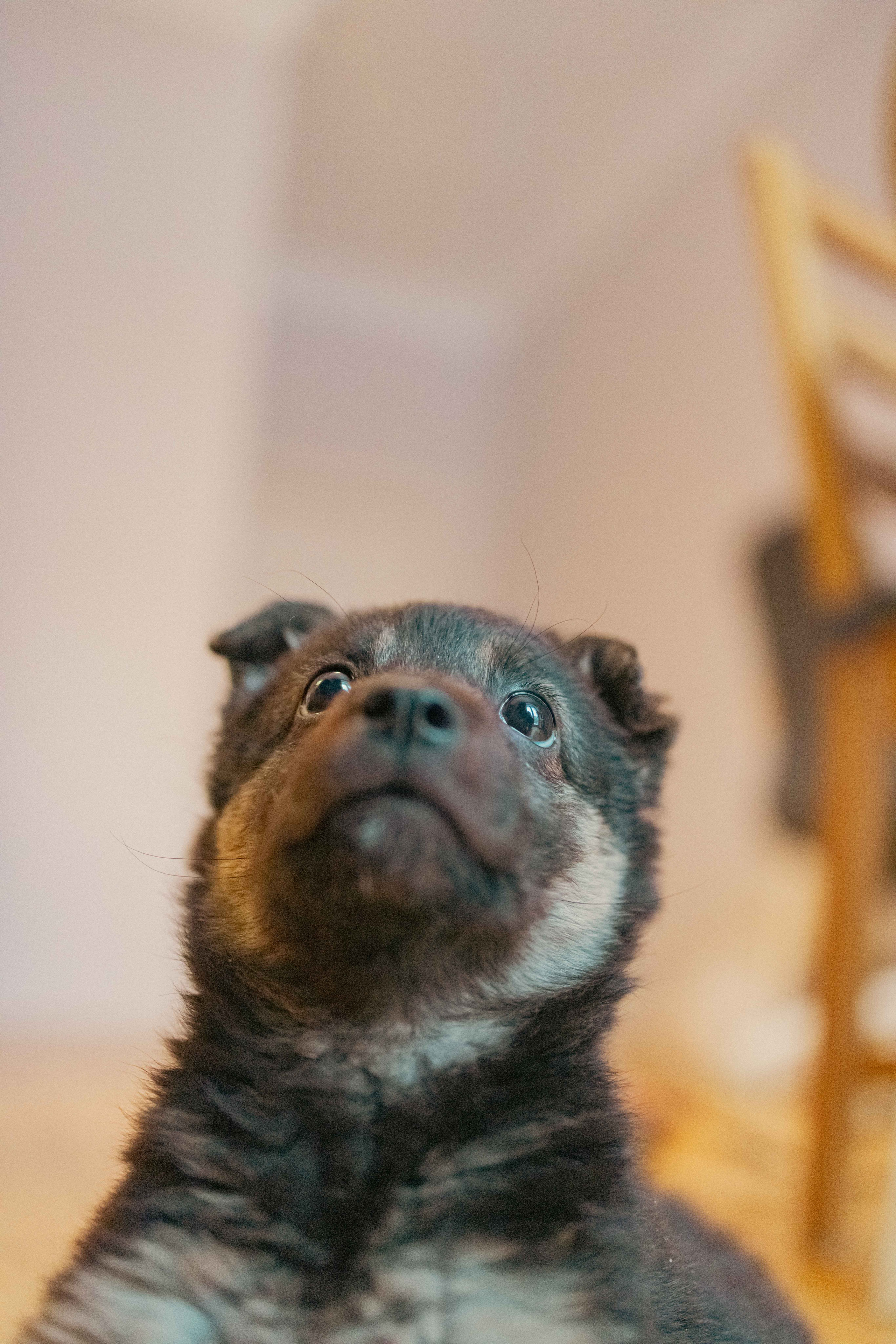 Пеппа. Фотограф-анималист в Москве Лера Черноног