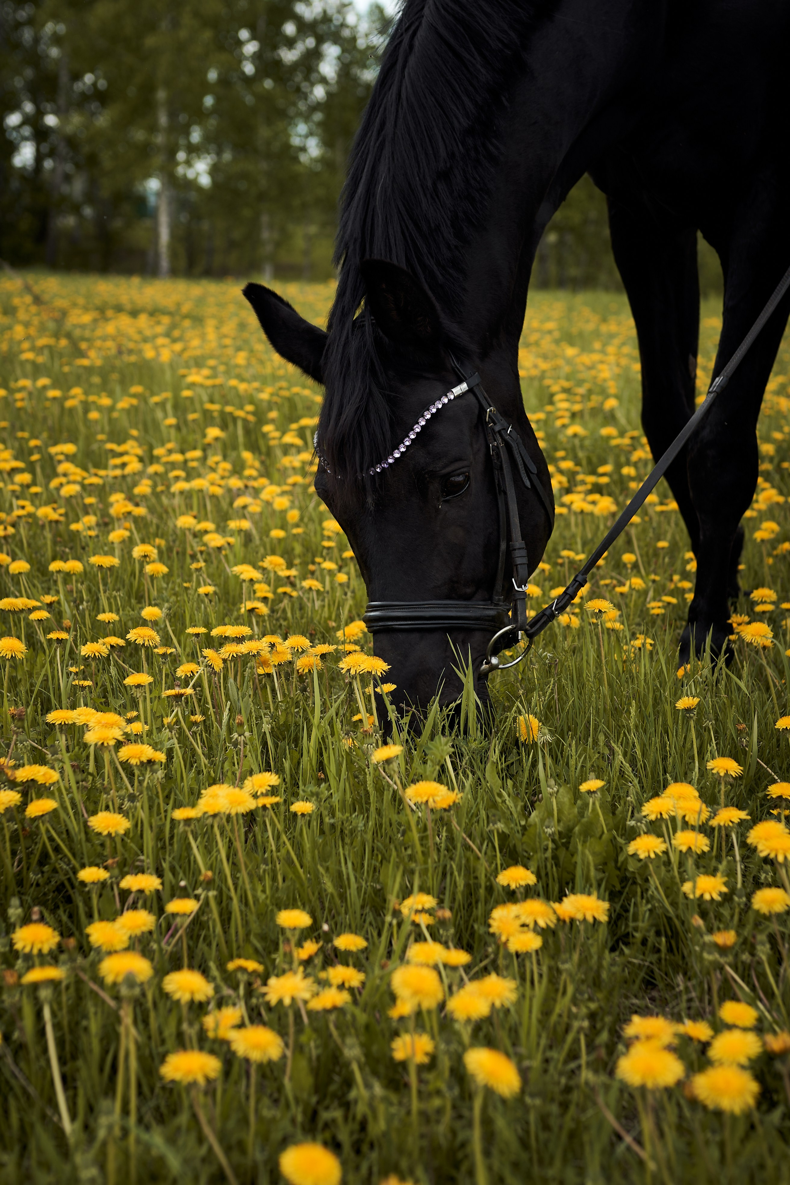 Полина и Парламент. Фотосессии с лошадьми в Москве, Новосибирске