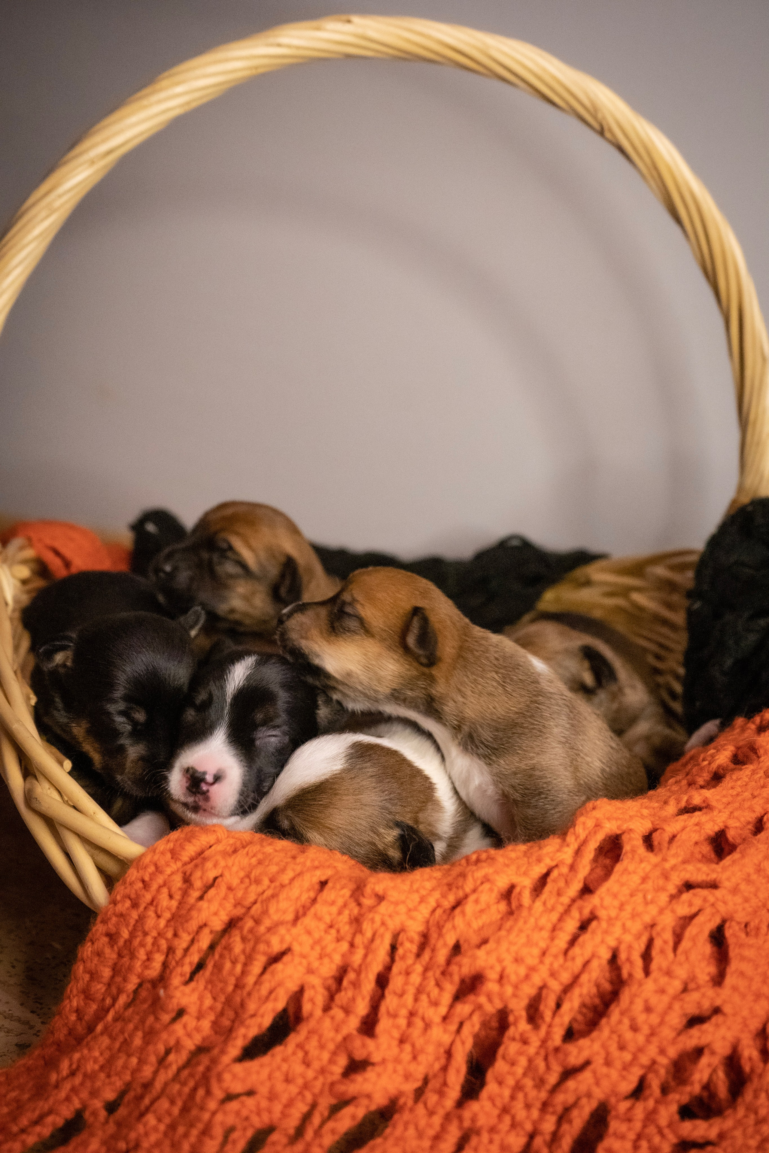 Фотосессии Пушистиков. Фотограф в Санкт-Петербурге Виктория Барышникова