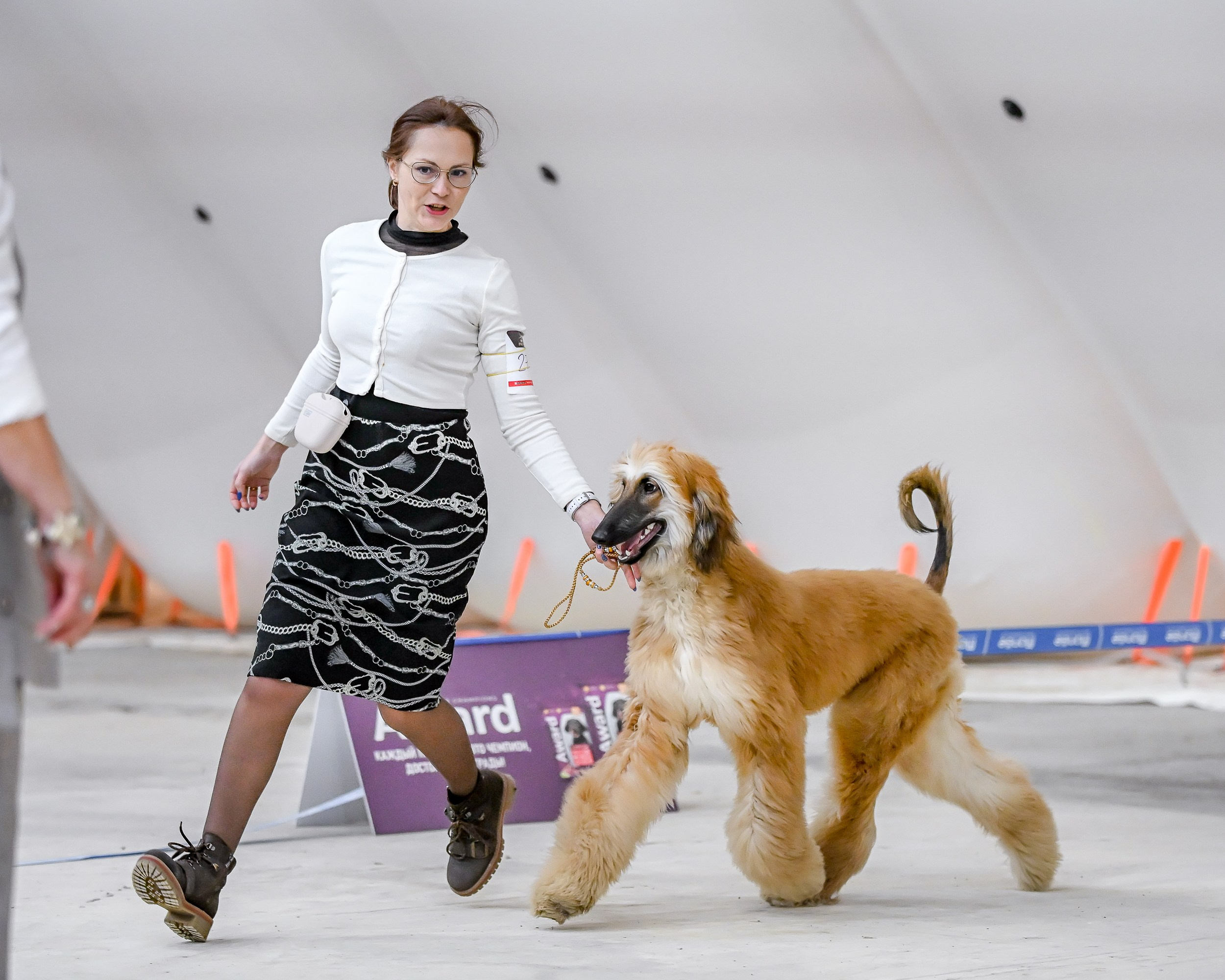 18.02.25 Содружество и Сириус. Галерея фотографий афганской борзой