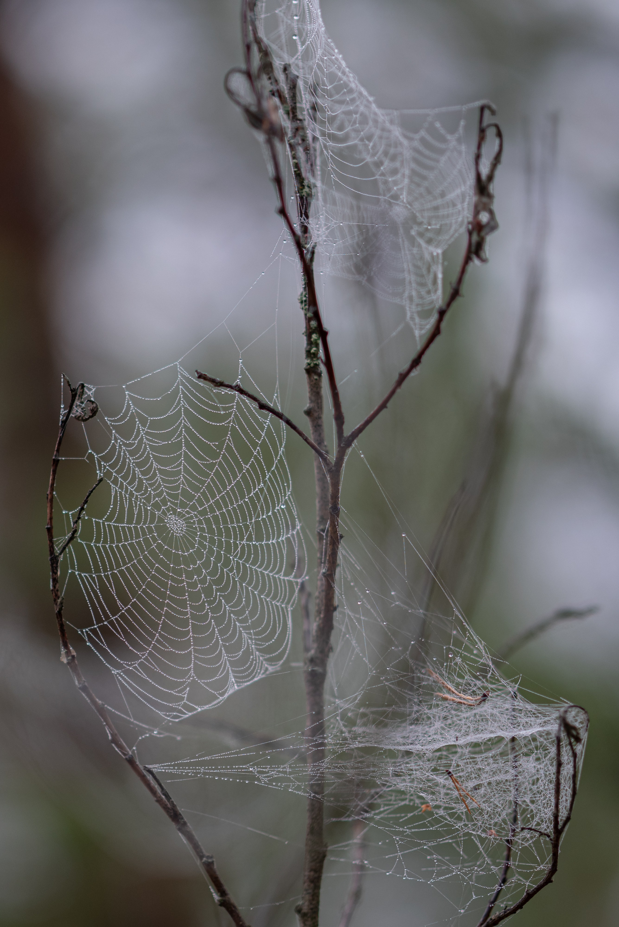 Осень на 85DFA*. Портретный фотограф Денис Милютин