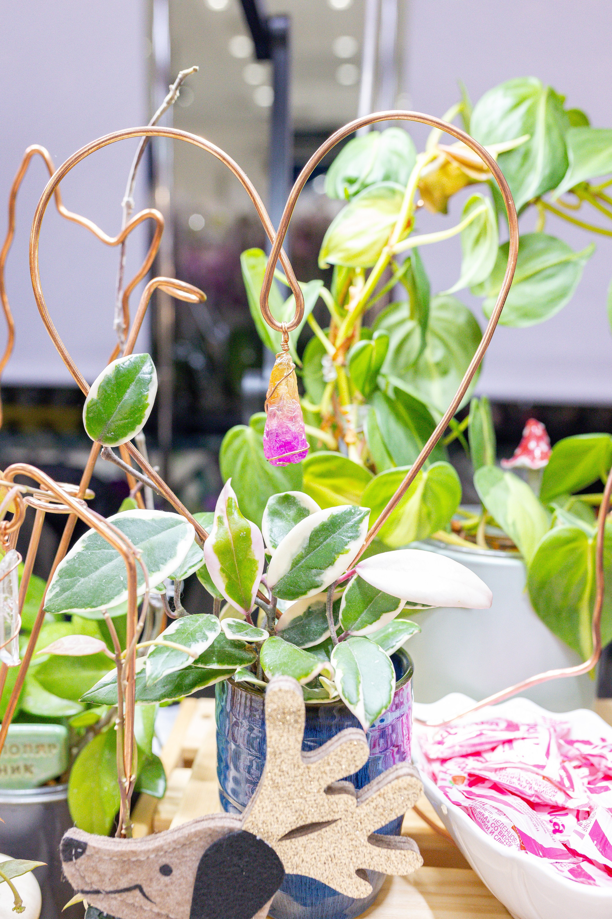 Орхидиум 12.2025. Александра Куликова фотограф, Москва