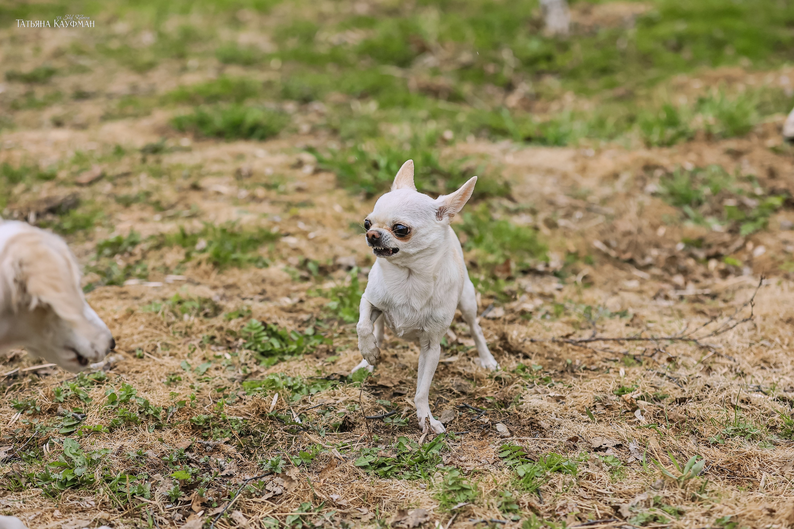 Салюки, фотография салюки, красивая собака, фотограф анималист, фотокурс Анималистика, научиться фотографировать собак, фотограф Новосибирск