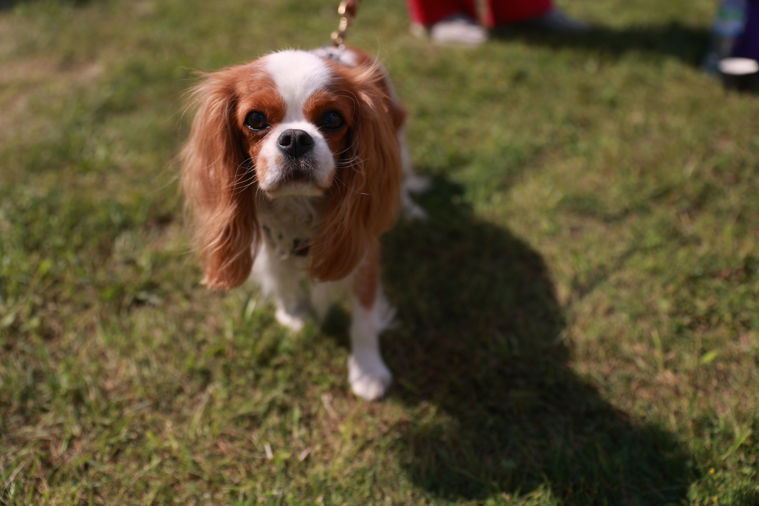 Городской фестиваль еды и малых промыслов «100% креатив». Татьяна Фомичева. Репортажный и светский фотограф в Москве
