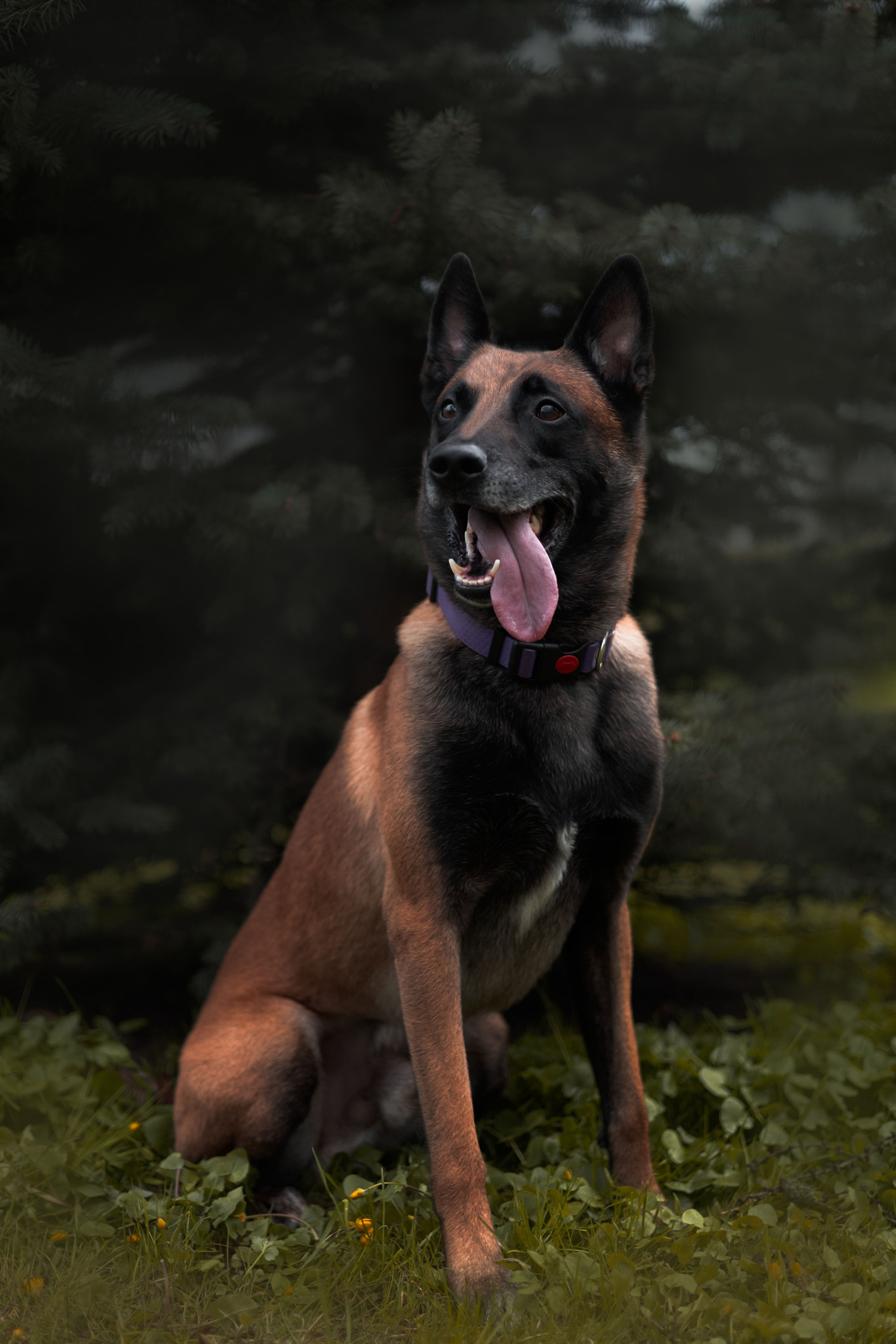 Виктория и Ванхельсинг. Фотограф животных Евгения Верцинская