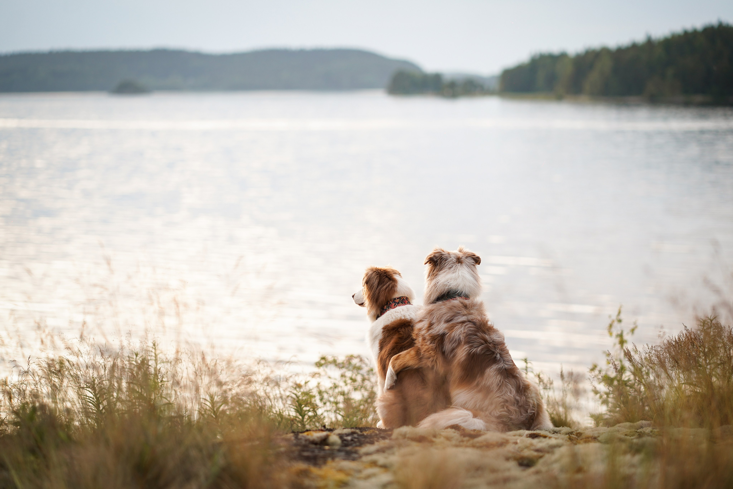 Карелия. Фотограф-анималист в Санкт-Петербурге Яна Мартынова