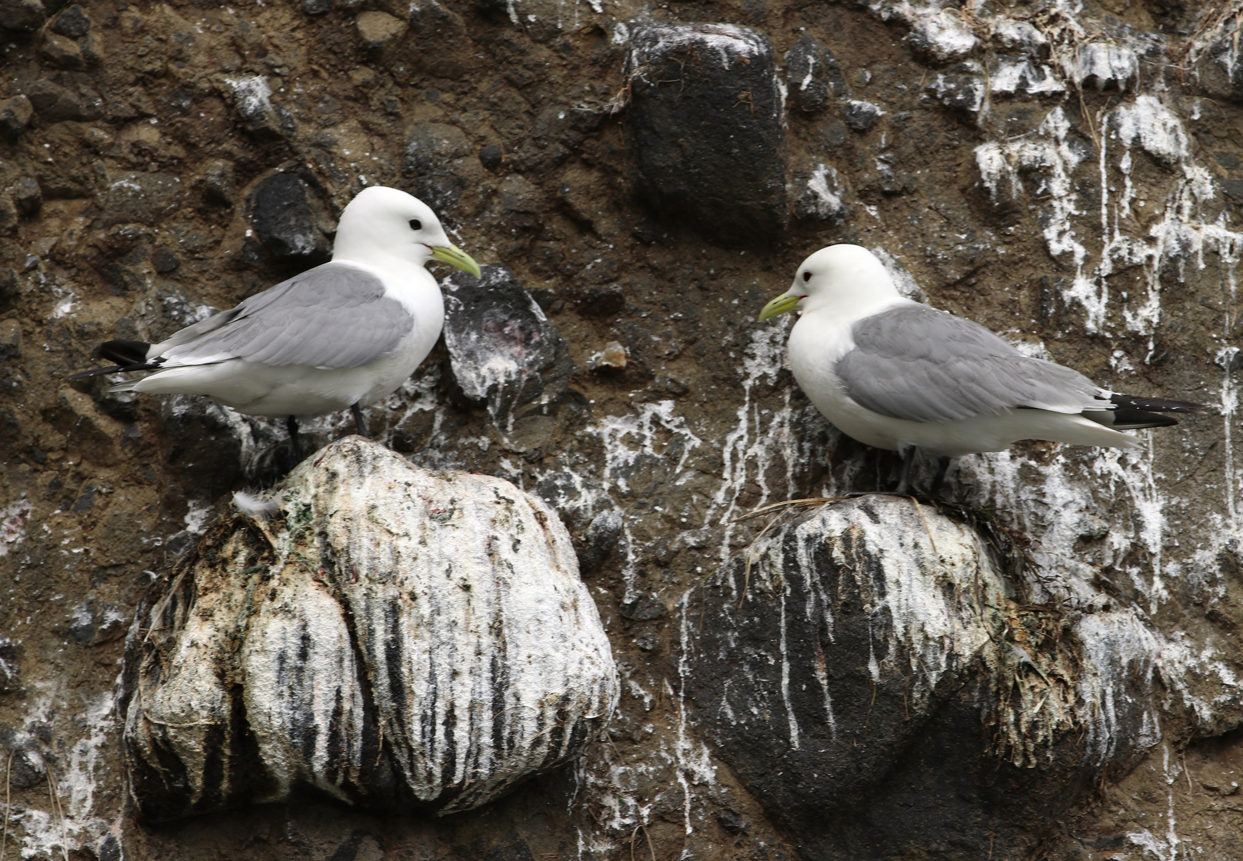Камчатка и о. Парамушир. Июль 2024. Путешественник-фотограф из Санкт-Петербурга Татьяна Свистулина