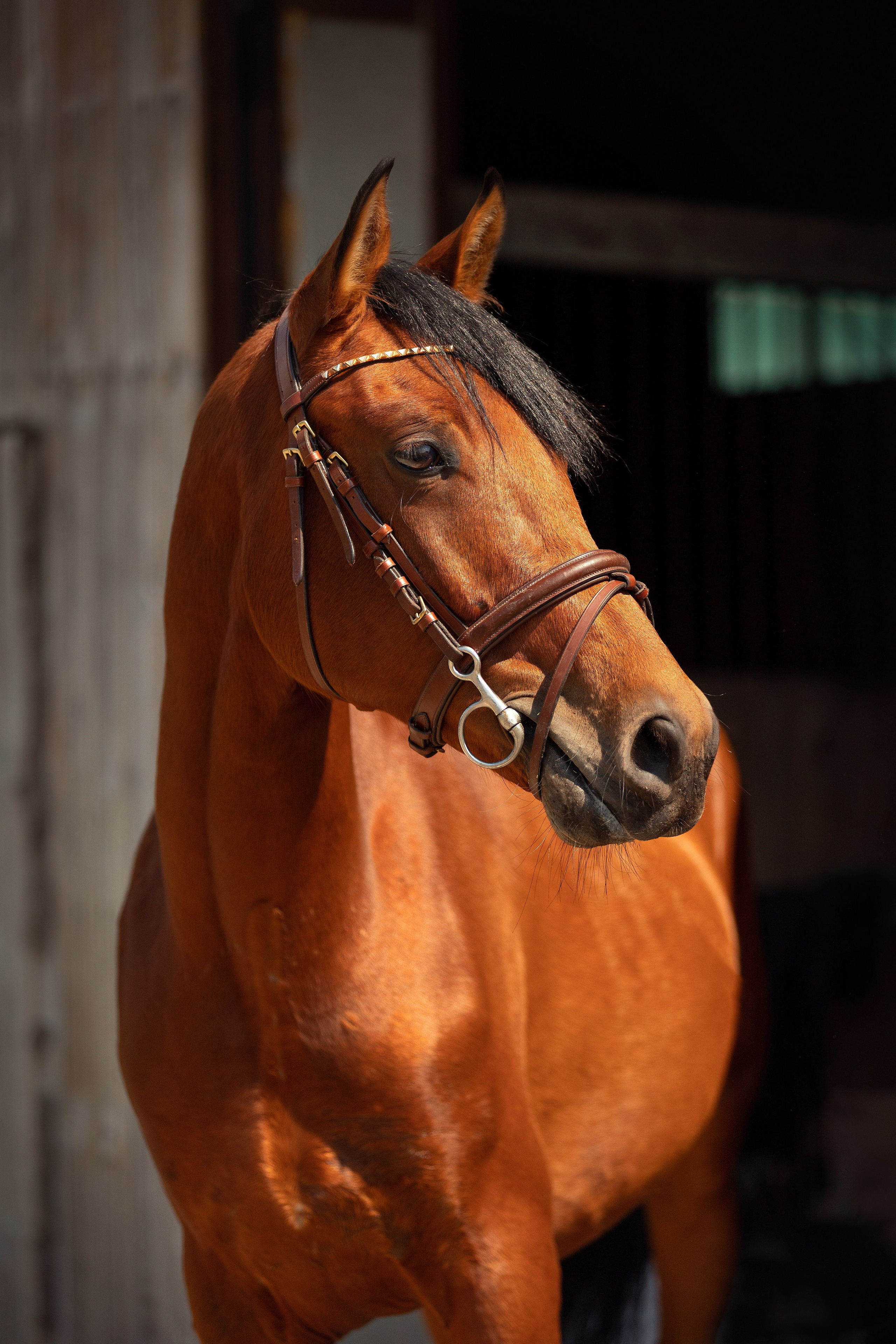 Лошади. Конный фотограф Валынкина Лера