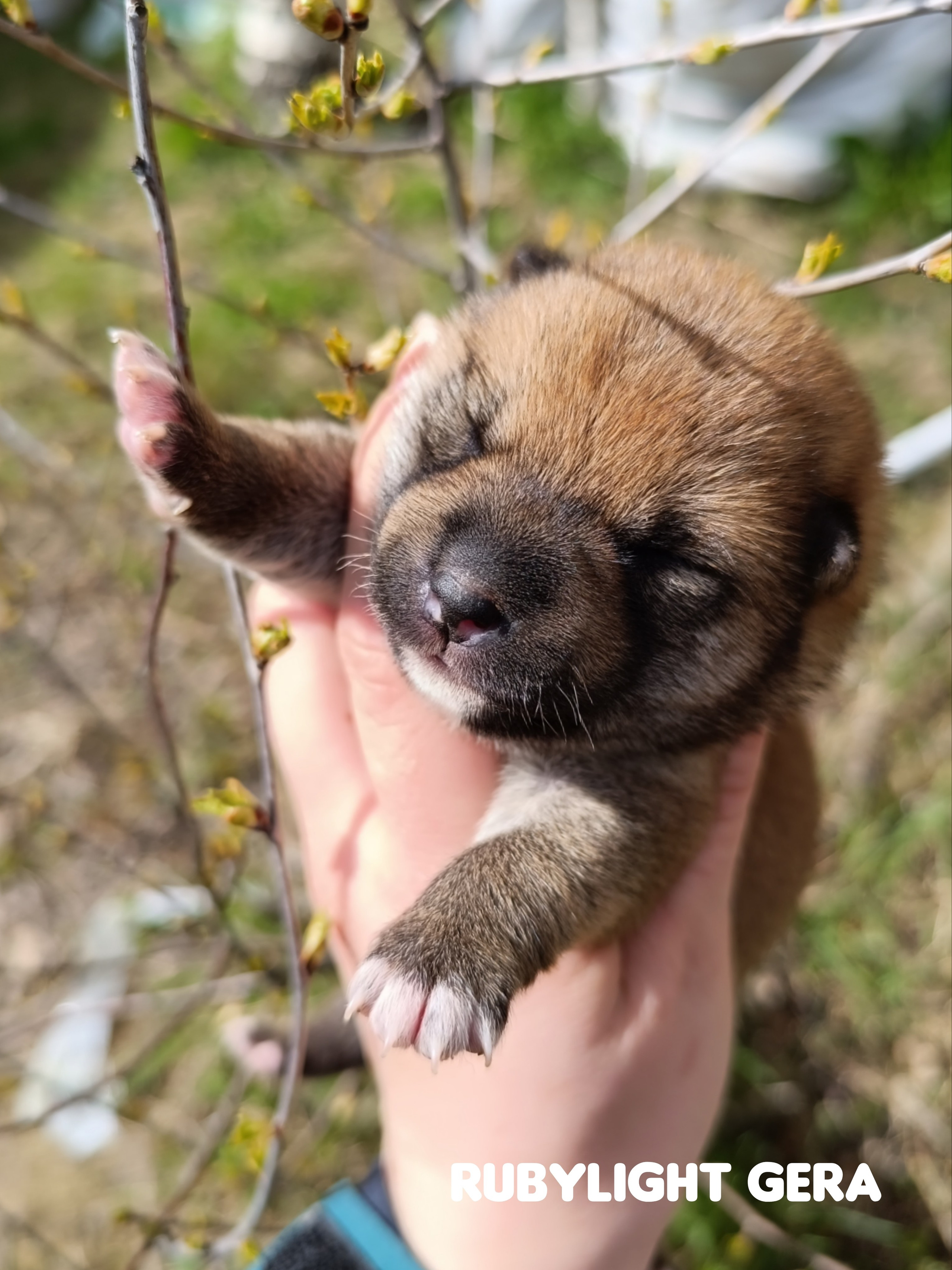 сиба питомник Рубилайт щенки на продажу rubylight  сиба щенки купить СПб Санкт-Петербург