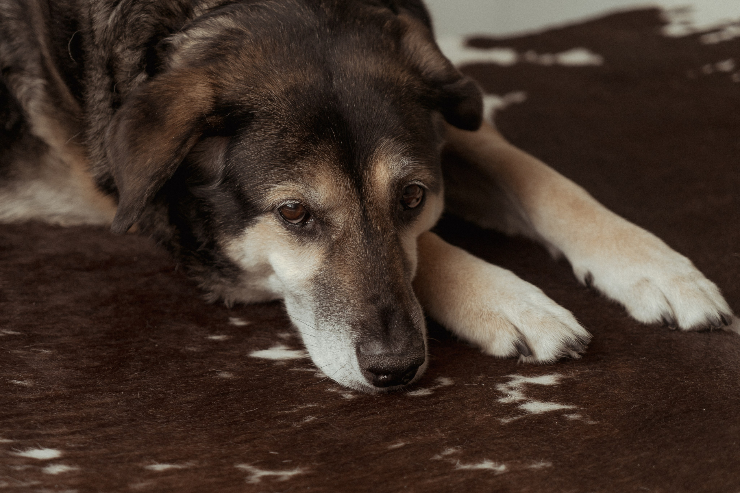 Марина и Жужа. Портретный и семейный фотограф Ксения Казанцева