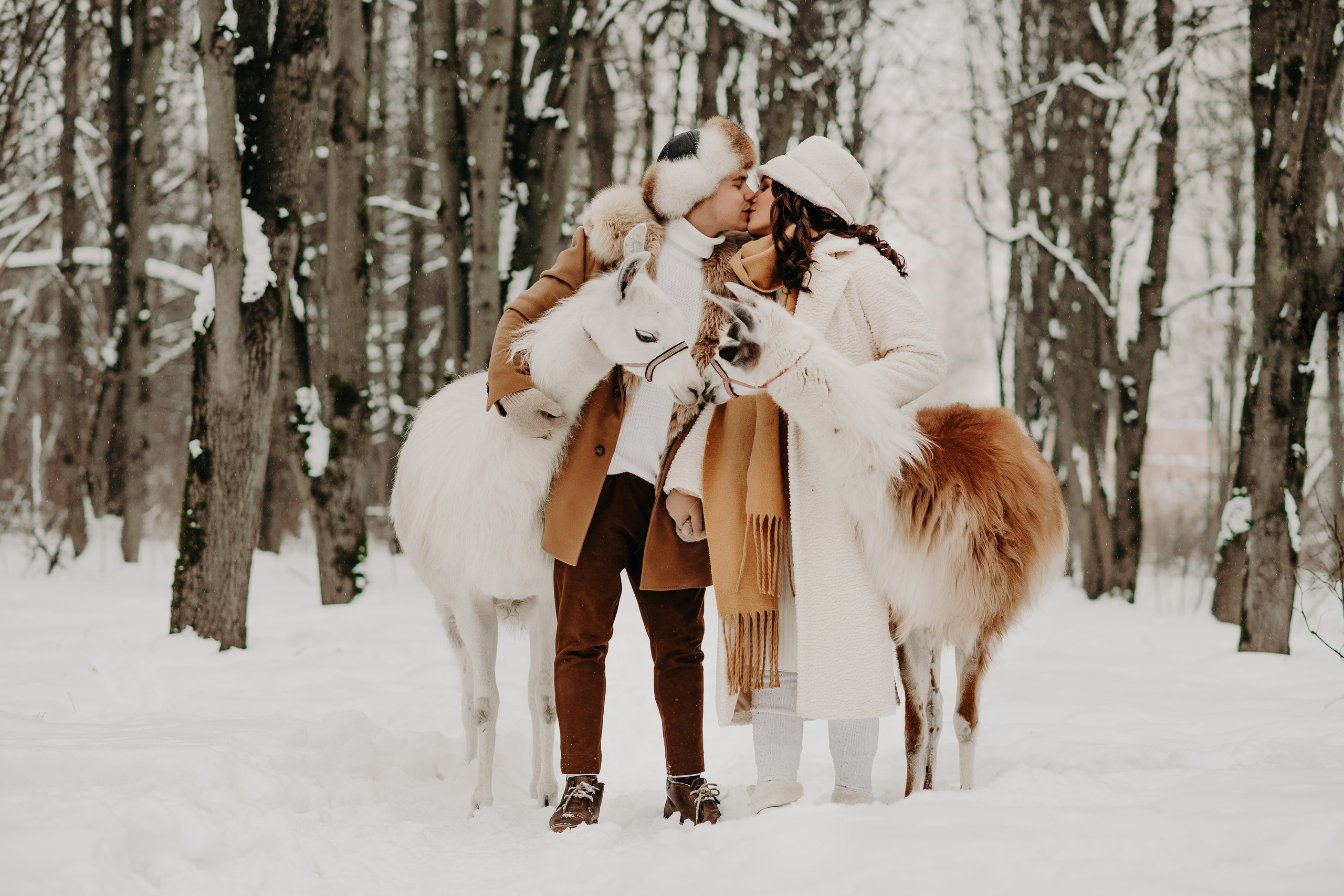 Альпаки. Свадебный и семейный фотограф Максим Сорокин