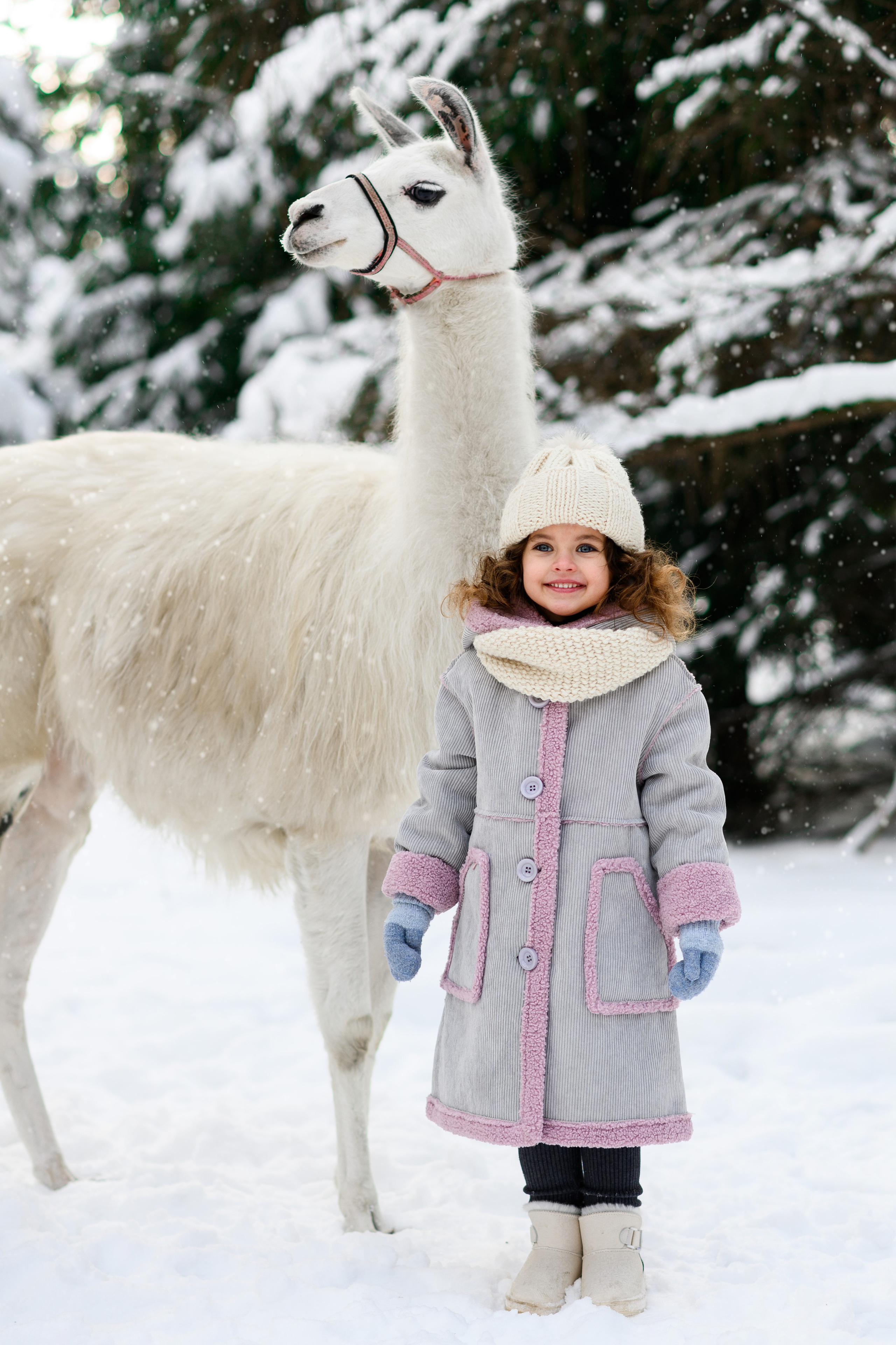 Альпаки. Свадебный и семейный фотограф Максим Сорокин
