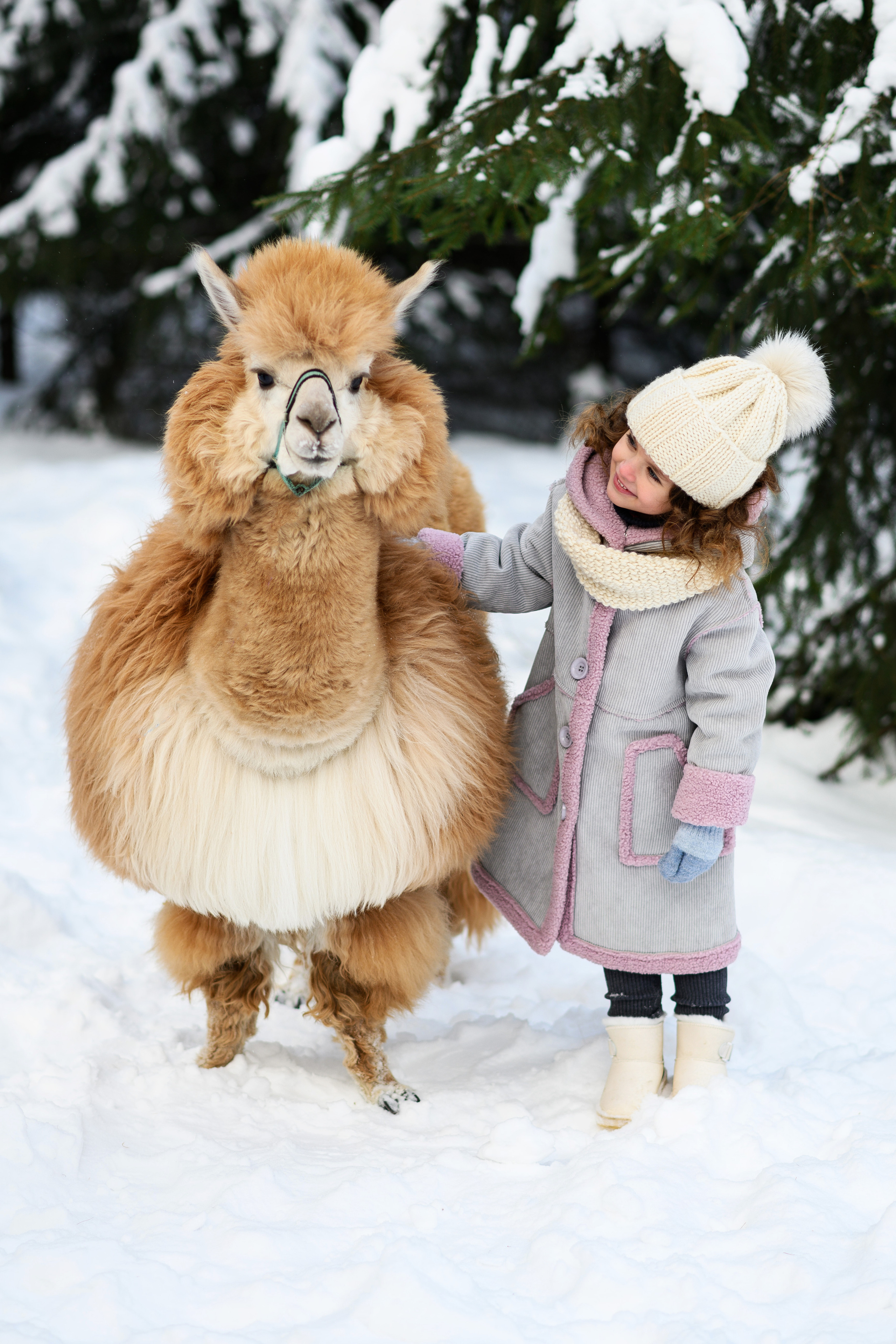 Альпаки. Свадебный и семейный фотограф Максим Сорокин
