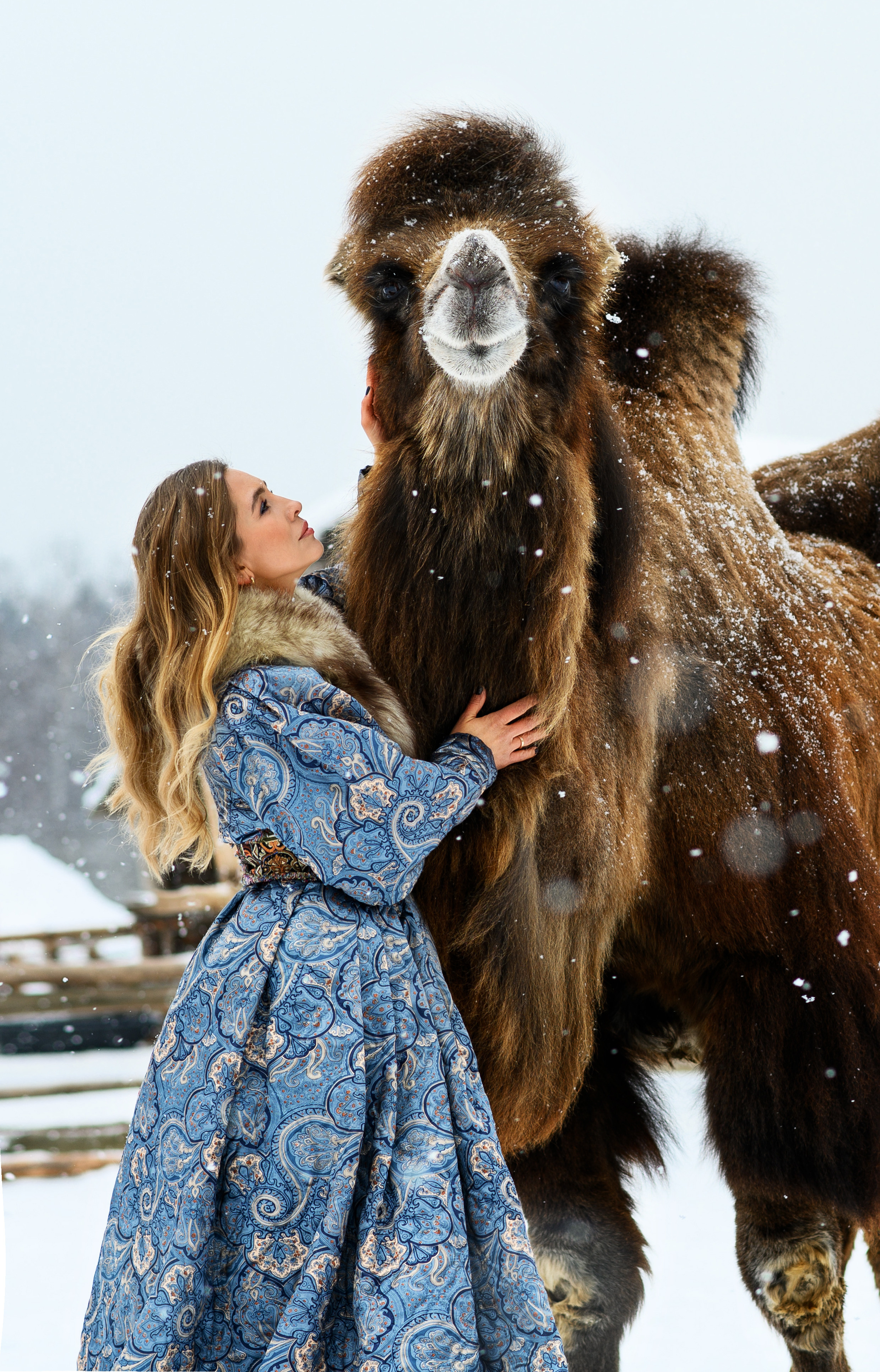 Верблюд. Свадебный и семейный фотограф Максим Сорокин