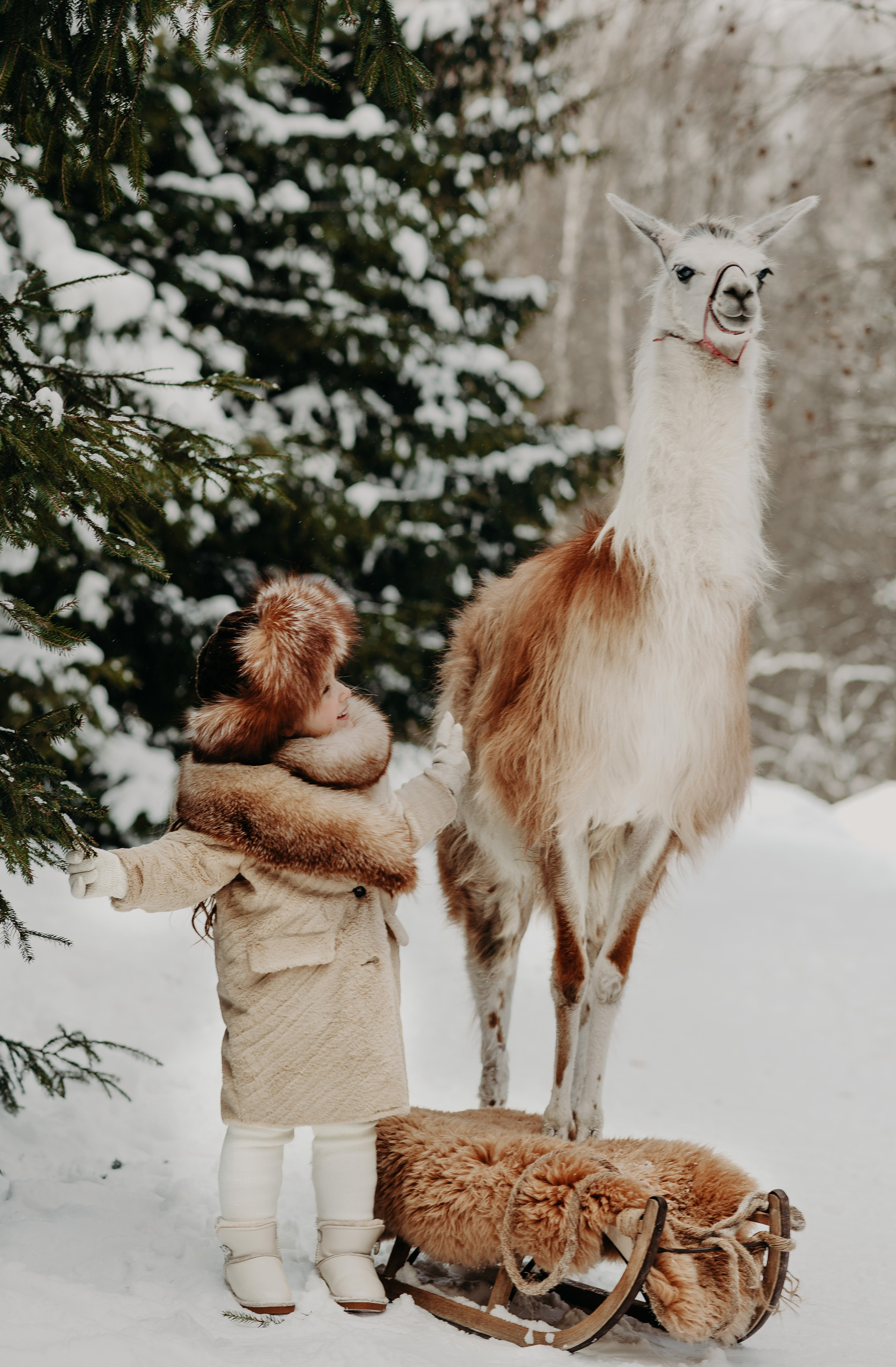 Лав-стори с альпаками. Свадебный и семейный фотограф Максим Сорокин