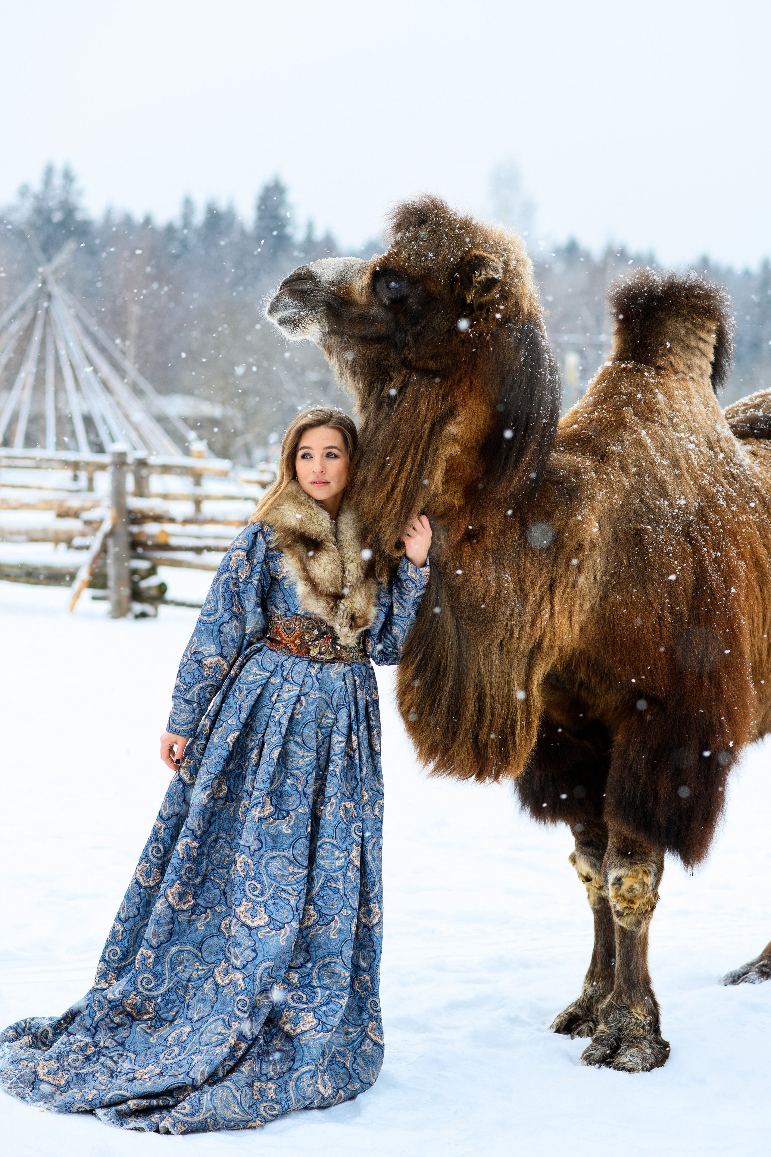 Верблюд. Свадебный и семейный фотограф Максим Сорокин