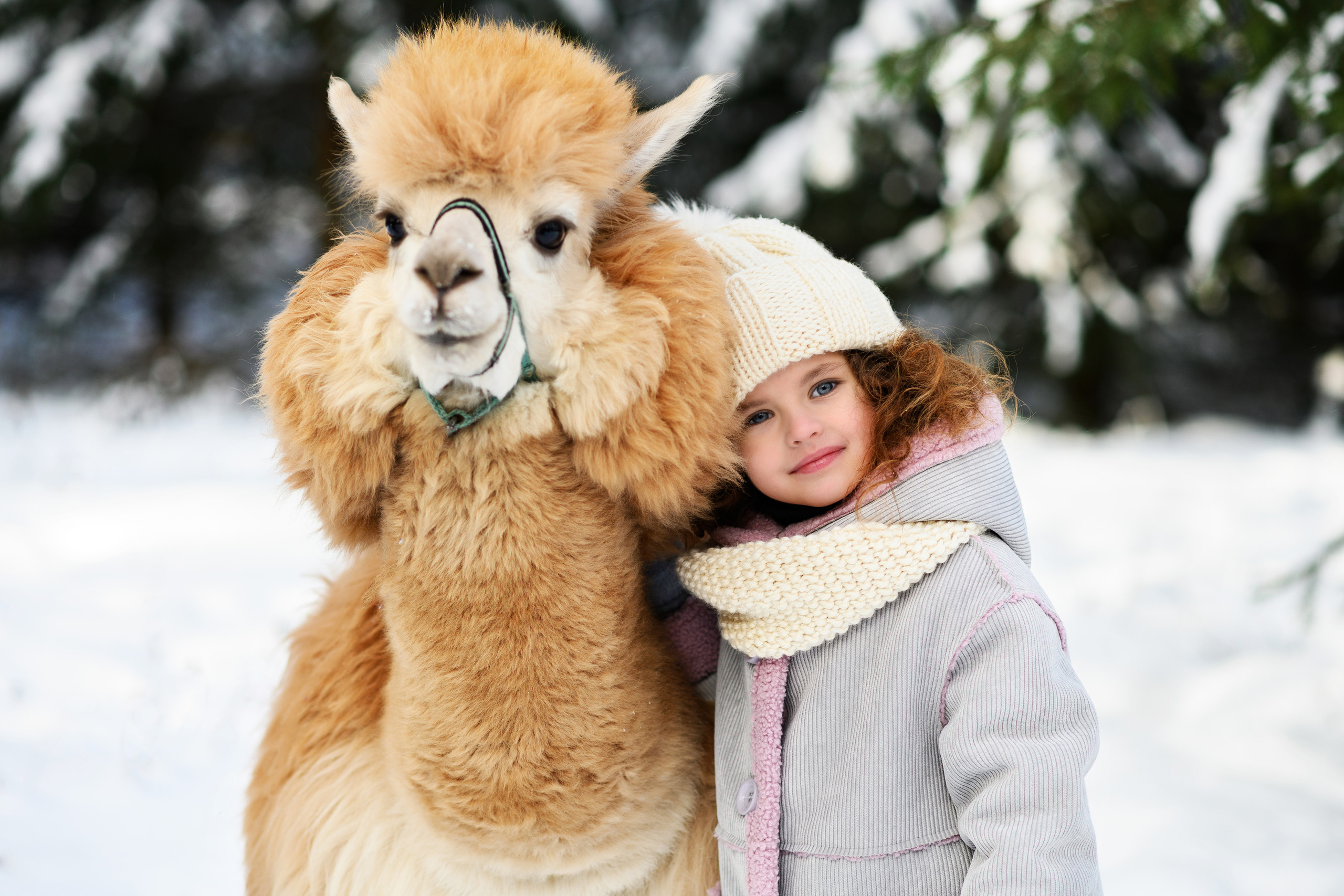 Альпаки. Свадебный и семейный фотограф Максим Сорокин