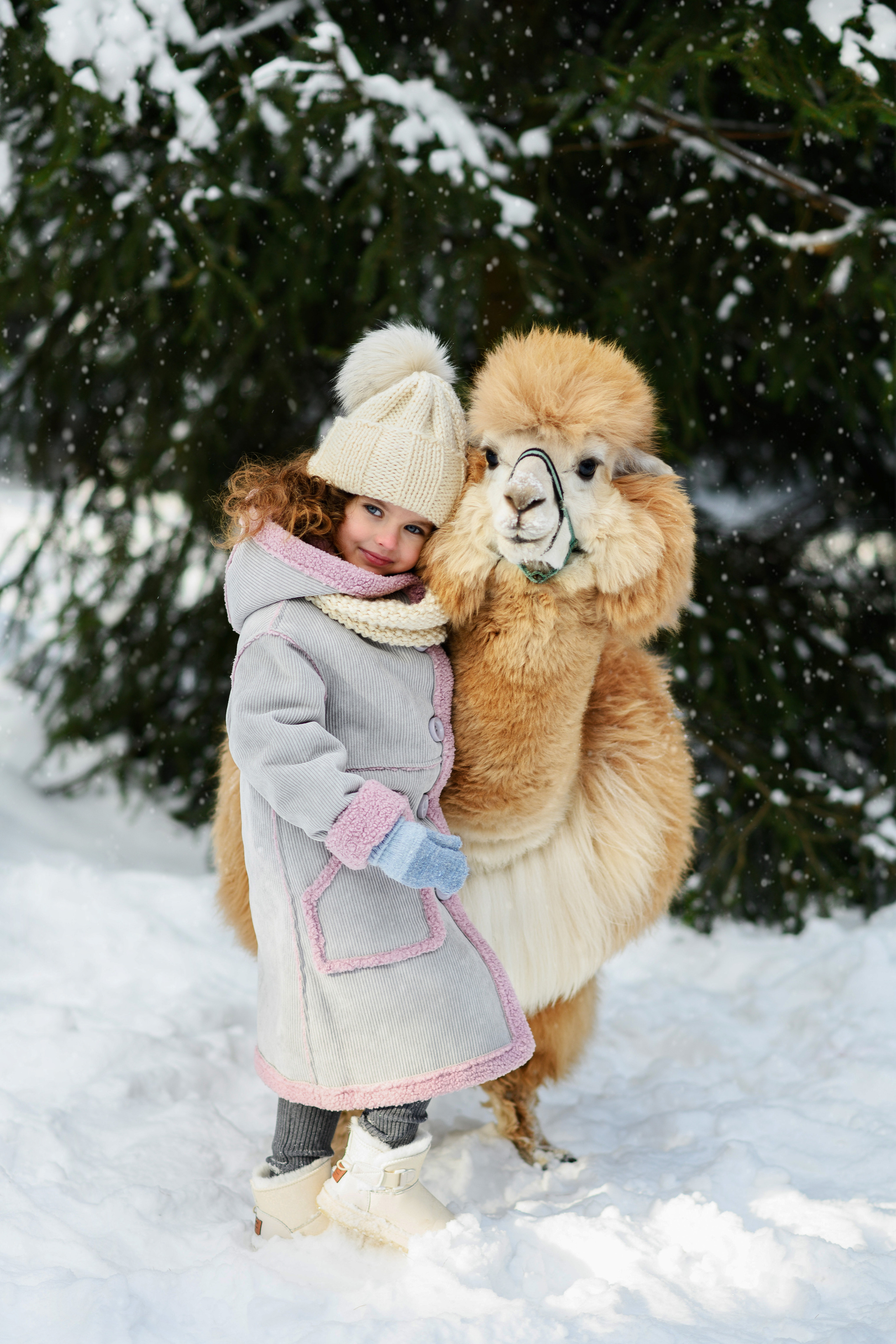 Альпаки. Свадебный и семейный фотограф Максим Сорокин