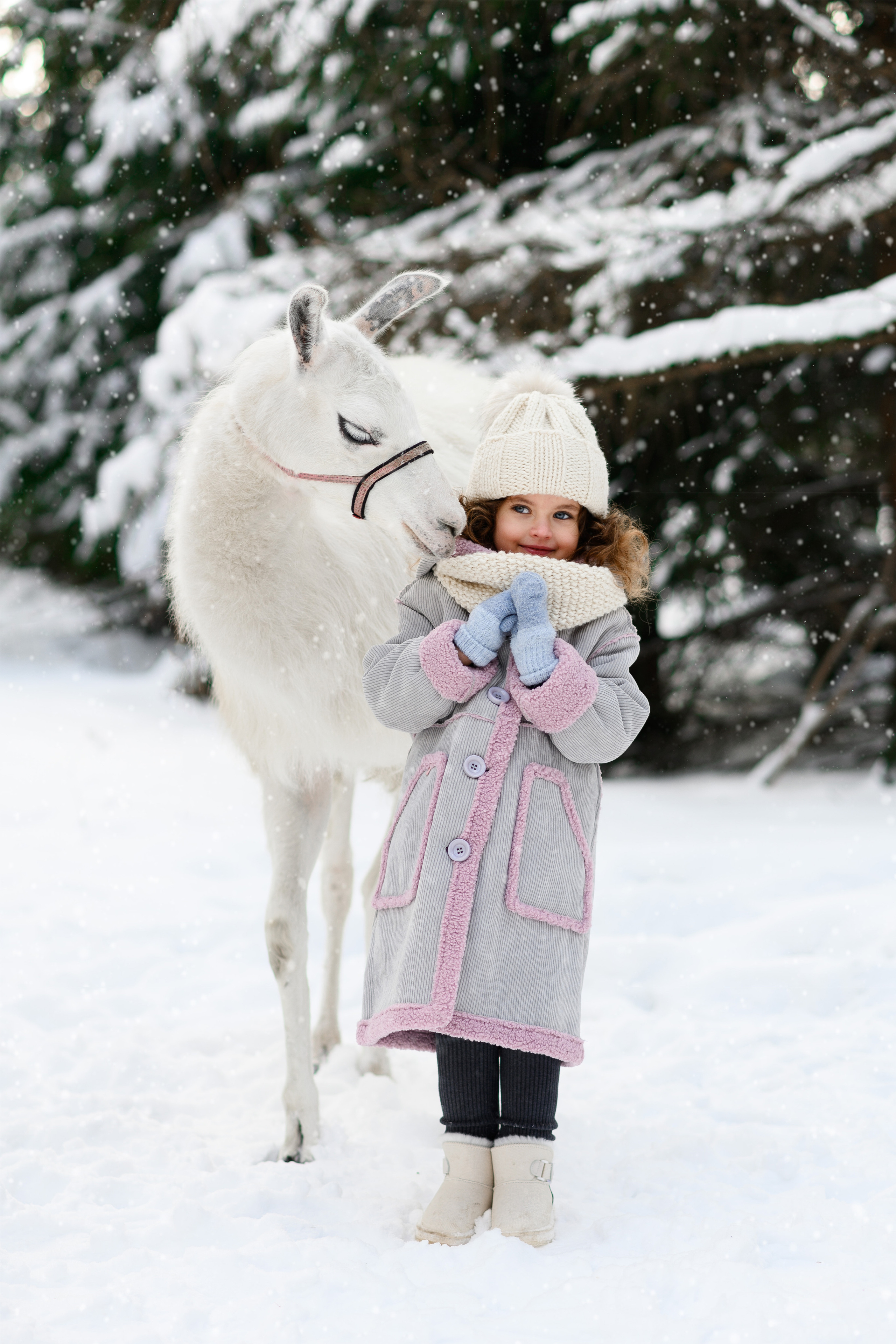 Альпаки. Свадебный и семейный фотограф Максим Сорокин