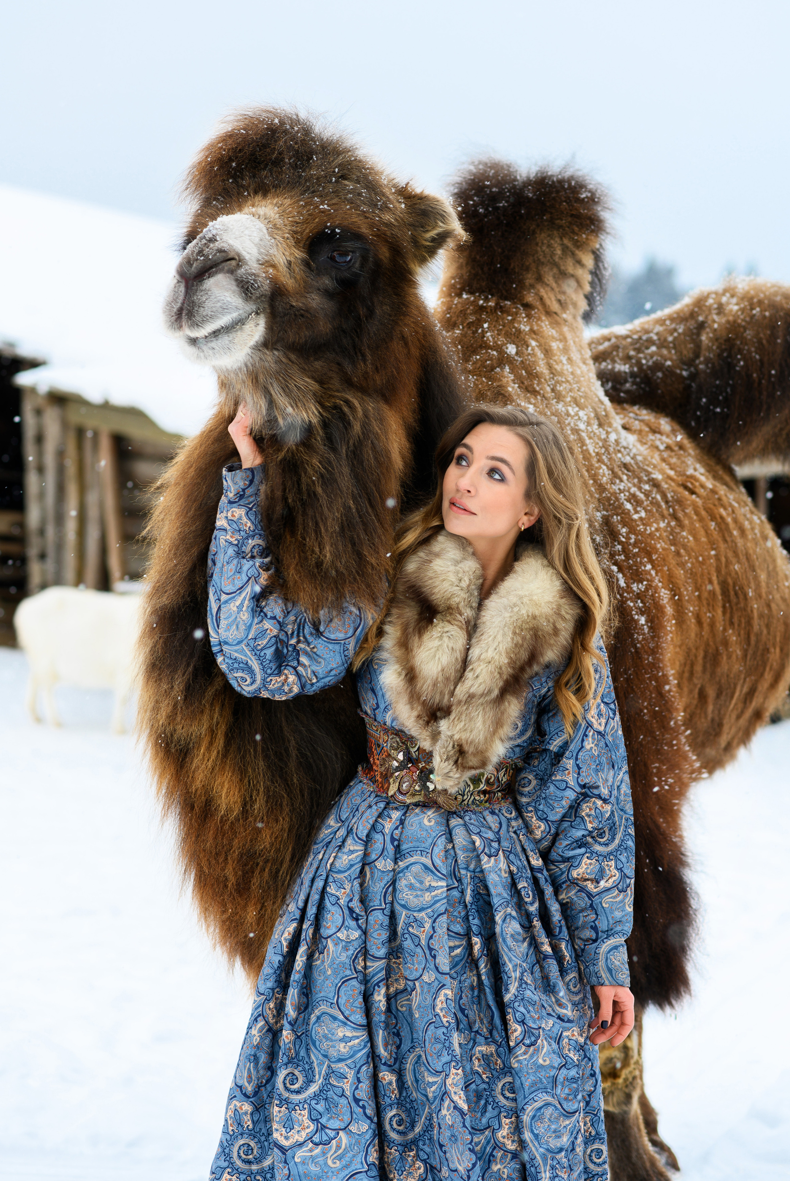 Верблюд. Свадебный и семейный фотограф Максим Сорокин
