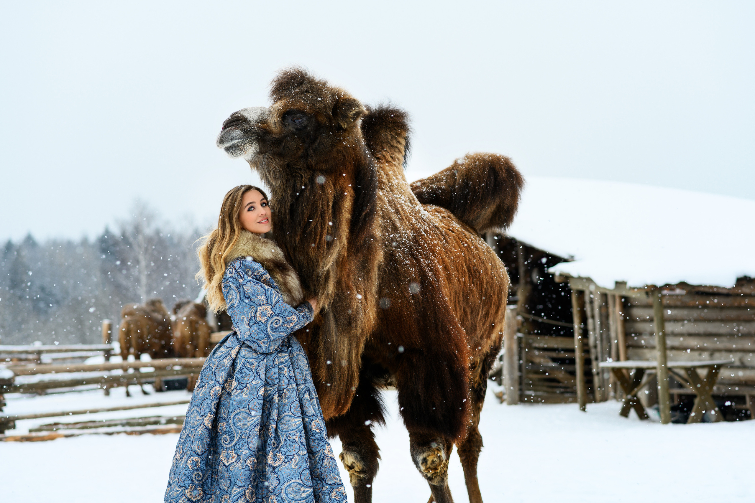 Верблюд. Свадебный и семейный фотограф Максим Сорокин
