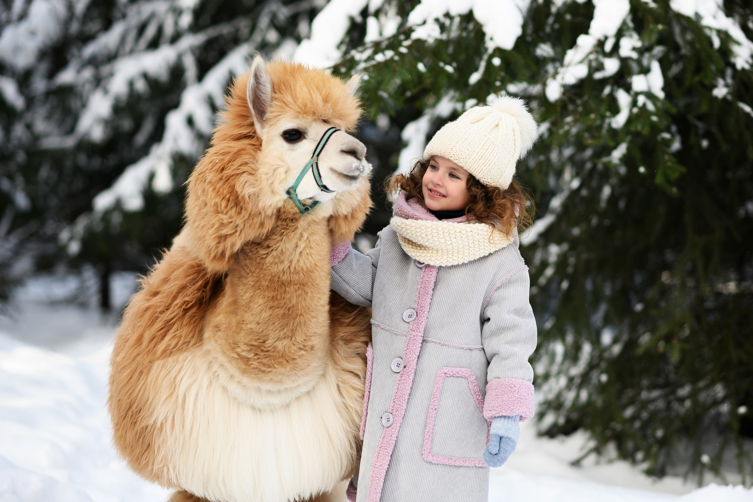 Альпаки. Свадебный и семейный фотограф Максим Сорокин