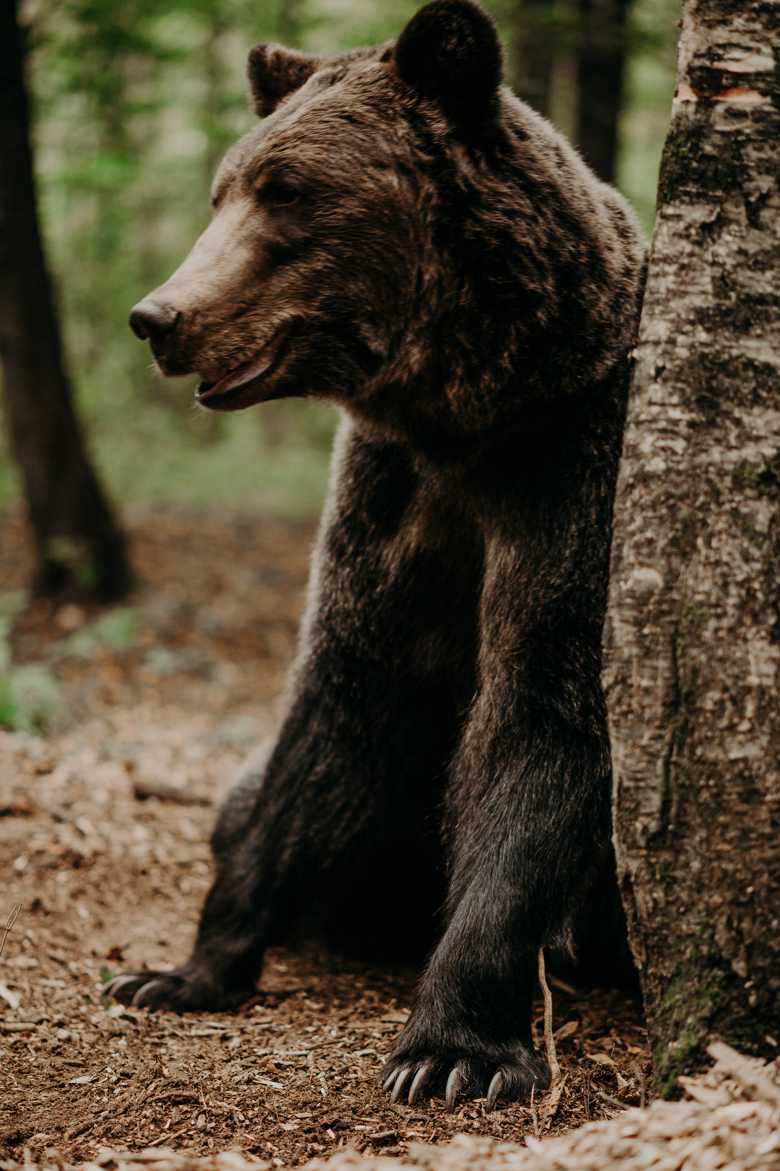 Медведи. Свадебный и семейный фотограф Максим Сорокин