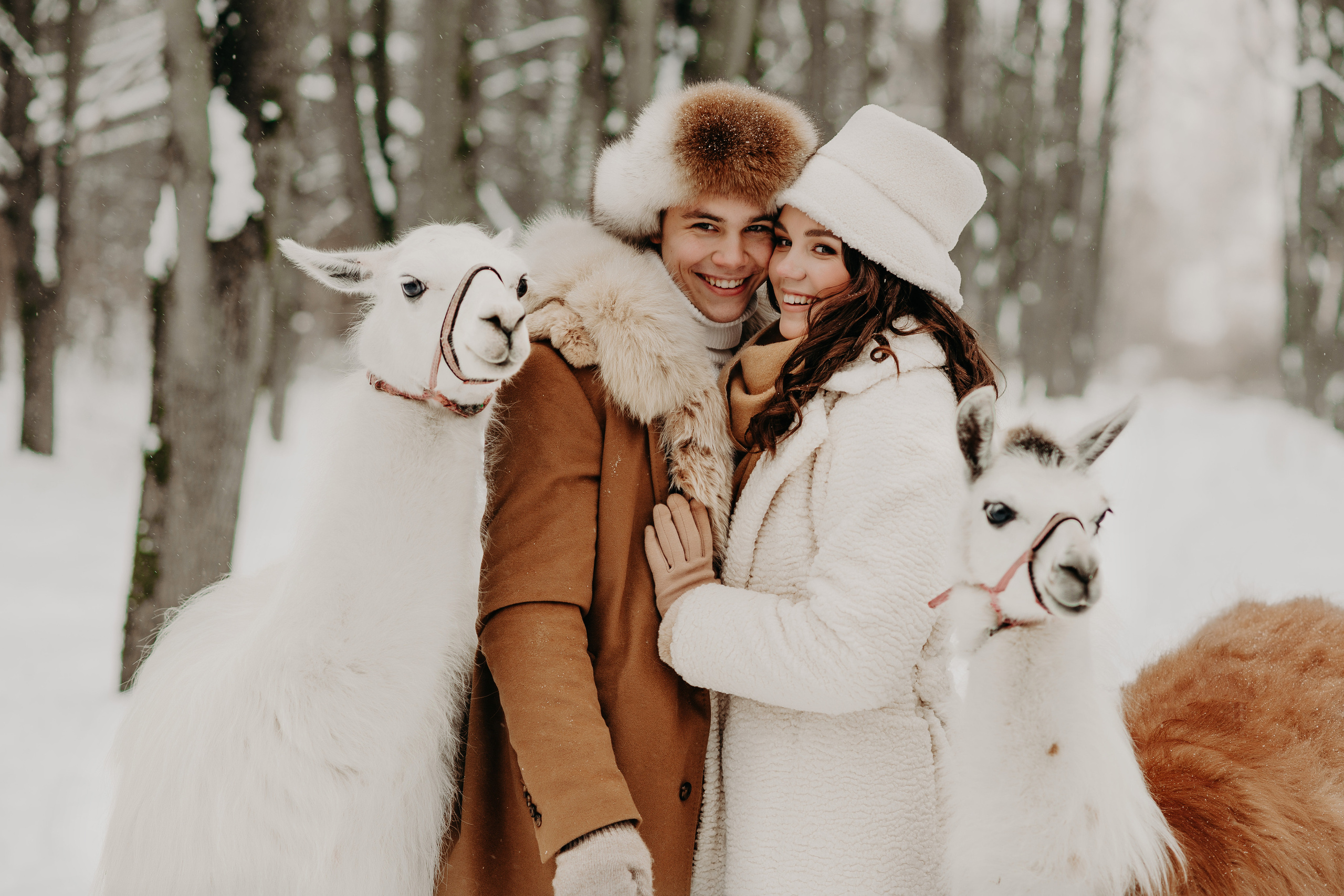 Альпаки. Свадебный и семейный фотограф Максим Сорокин