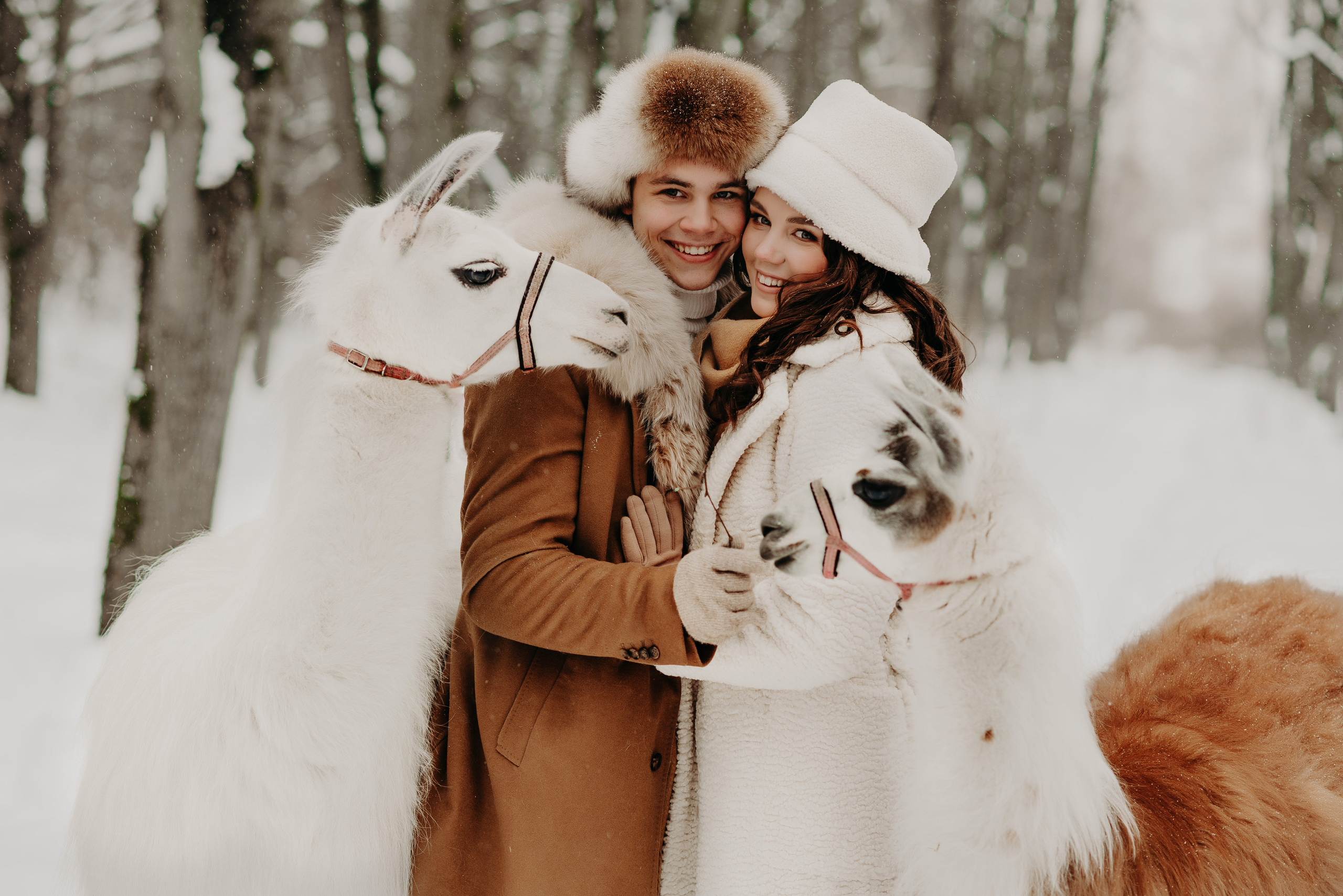 Альпаки. Свадебный и семейный фотограф Максим Сорокин