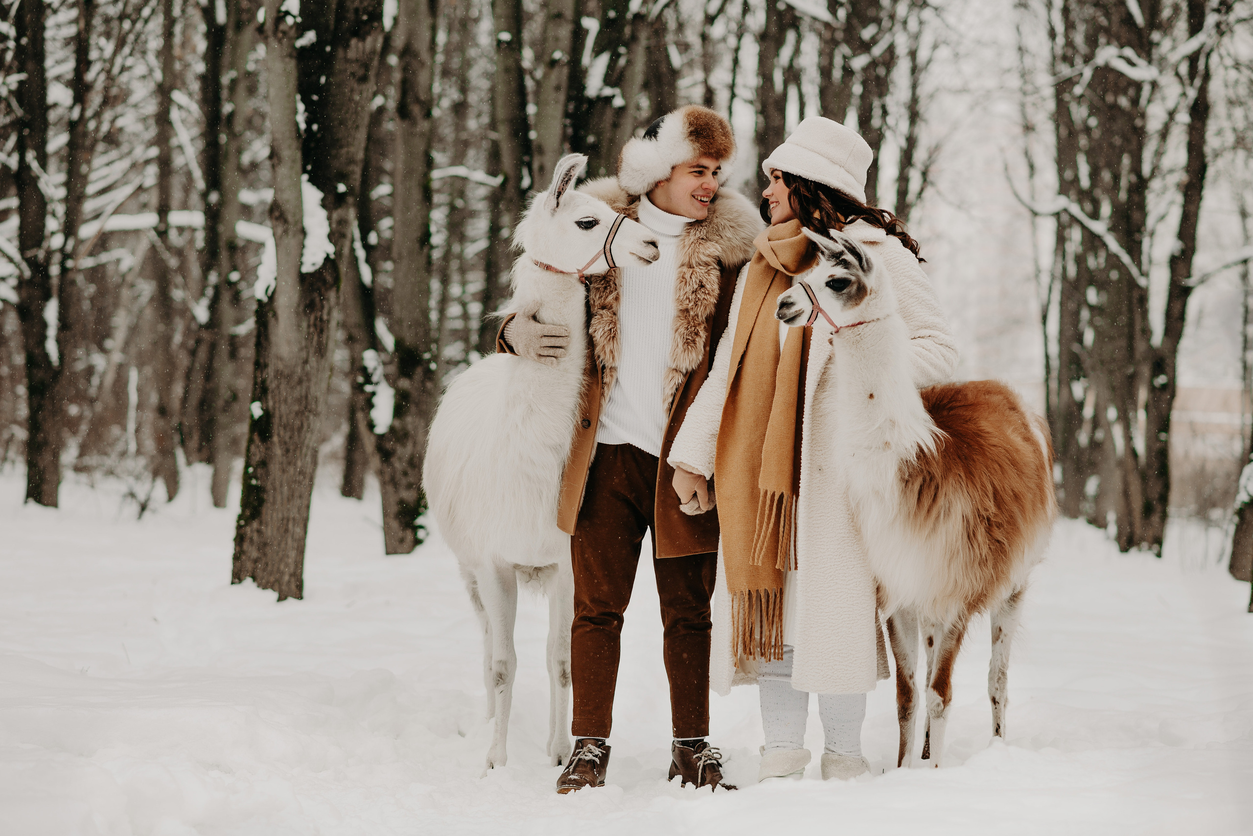 Альпаки. Свадебный и семейный фотограф Максим Сорокин