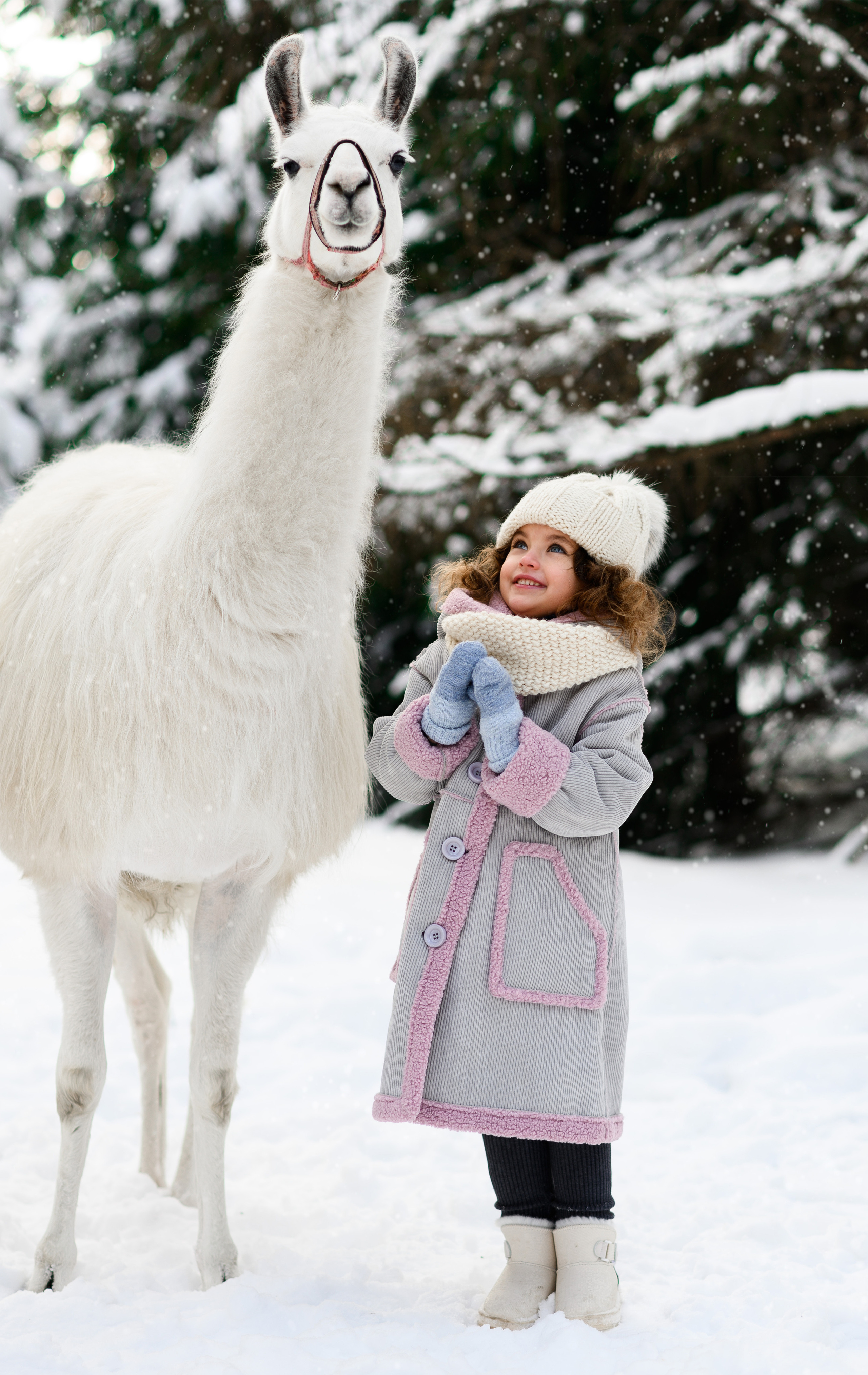 Альпаки. Свадебный и семейный фотограф Максим Сорокин