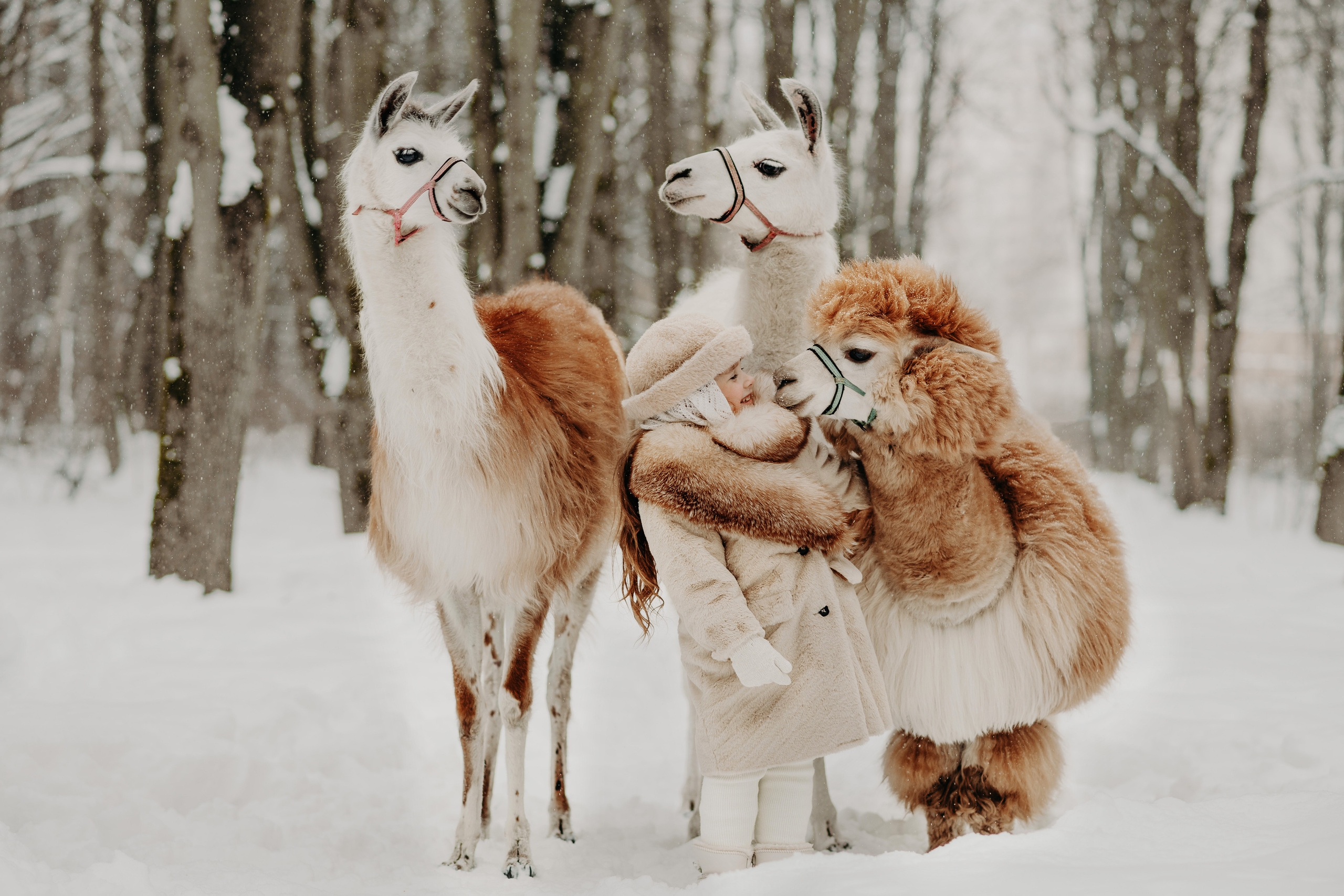Альпаки. Свадебный и семейный фотограф Максим Сорокин