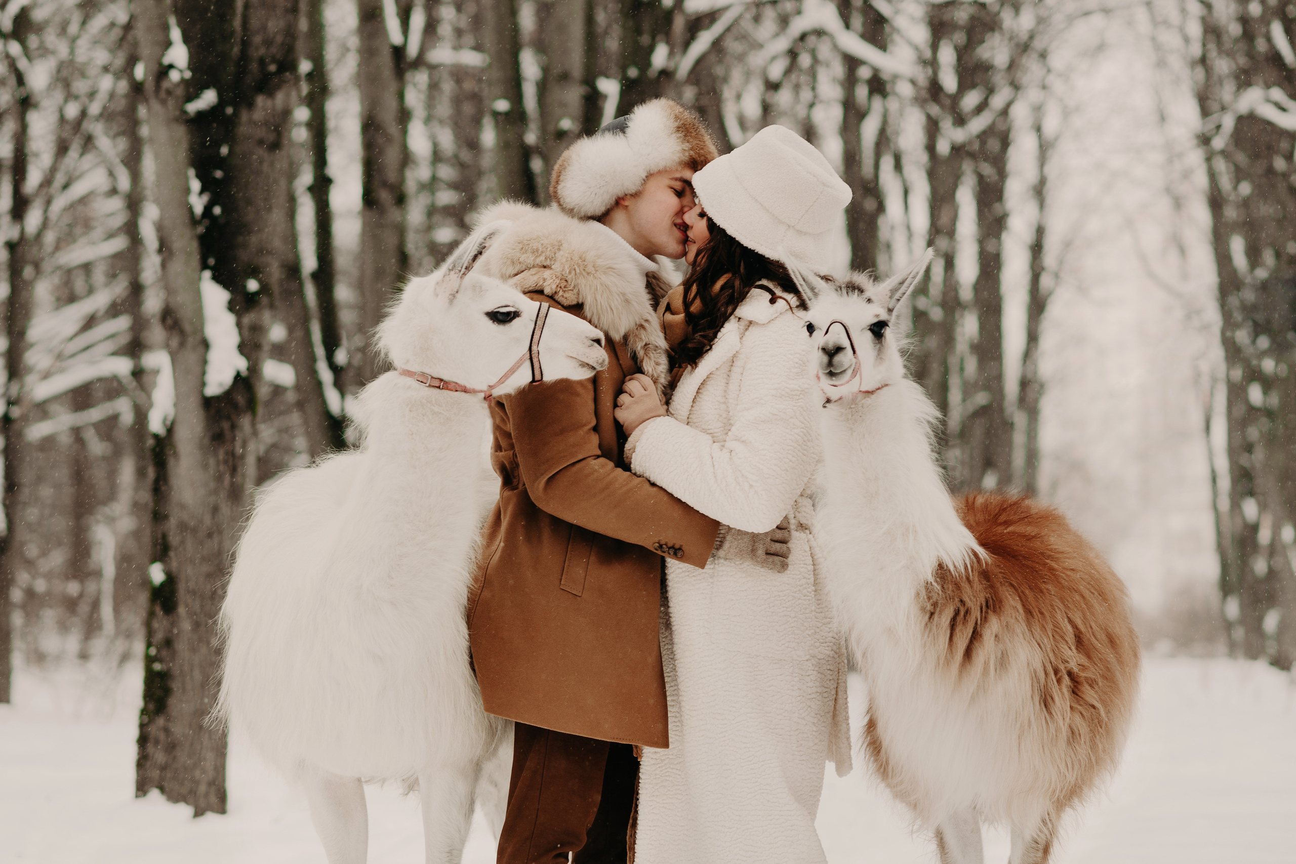 Лав-стори с альпаками. Свадебный и семейный фотограф Максим Сорокин