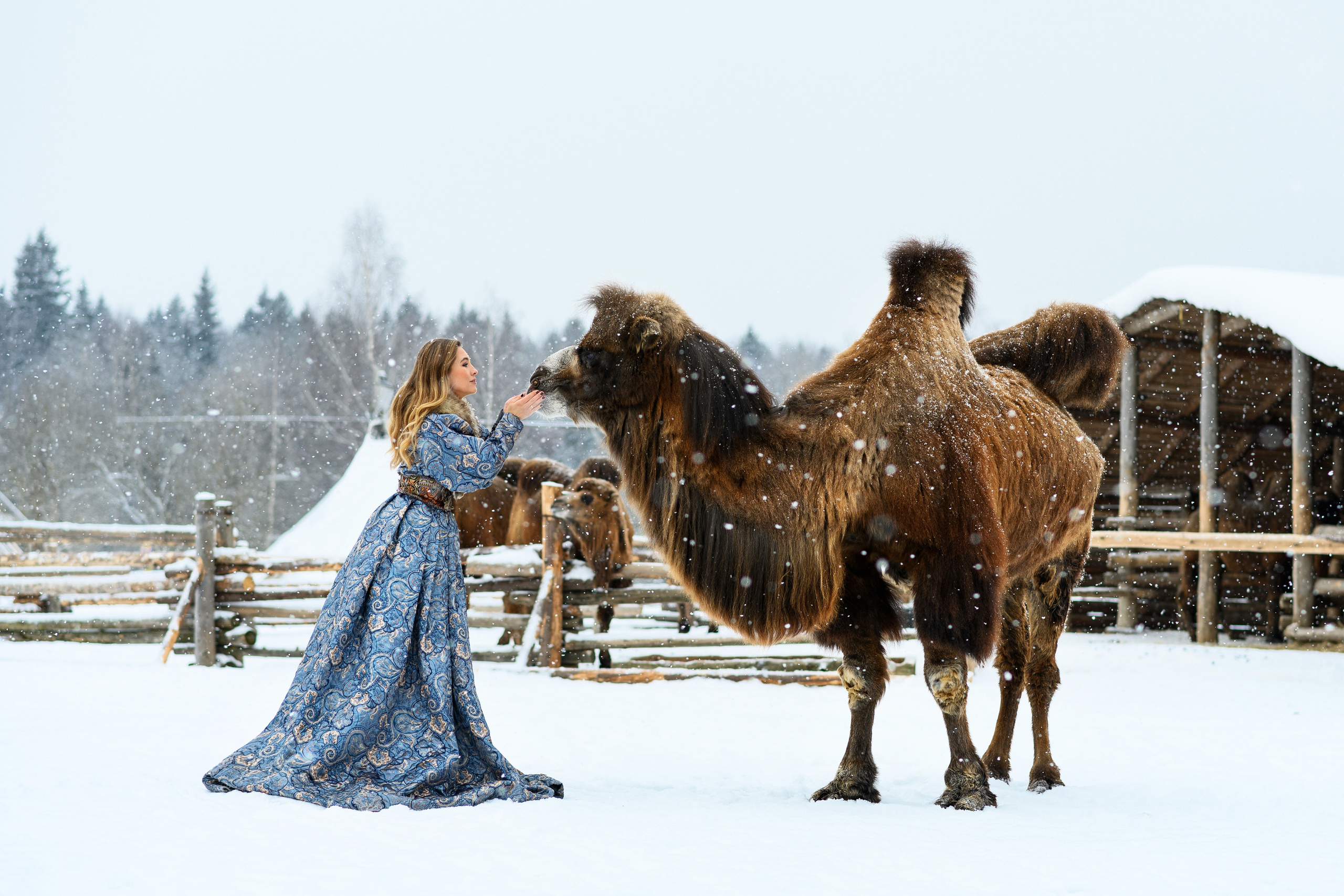 Верблюд. Свадебный и семейный фотограф Максим Сорокин