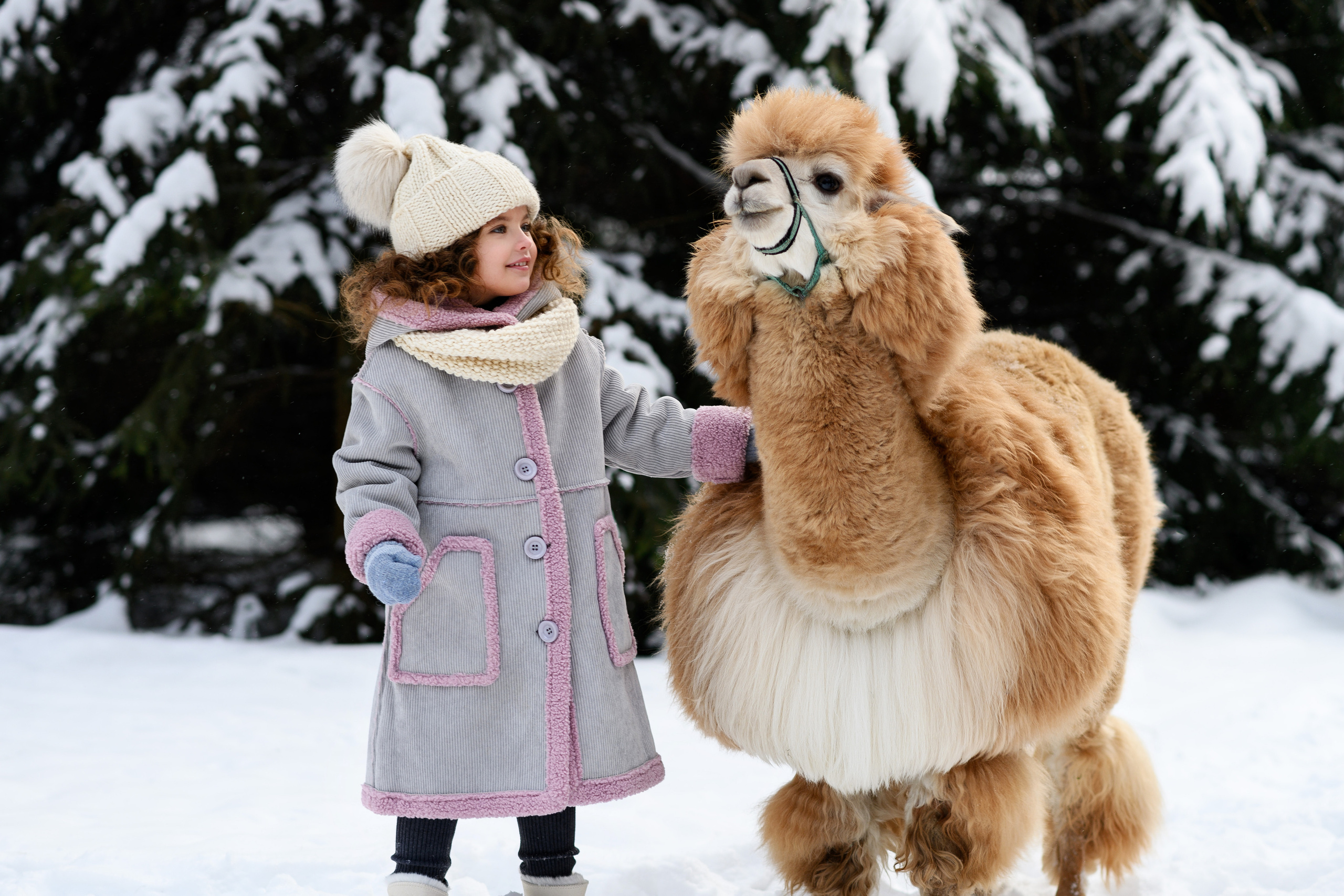 Альпаки. Свадебный и семейный фотограф Максим Сорокин