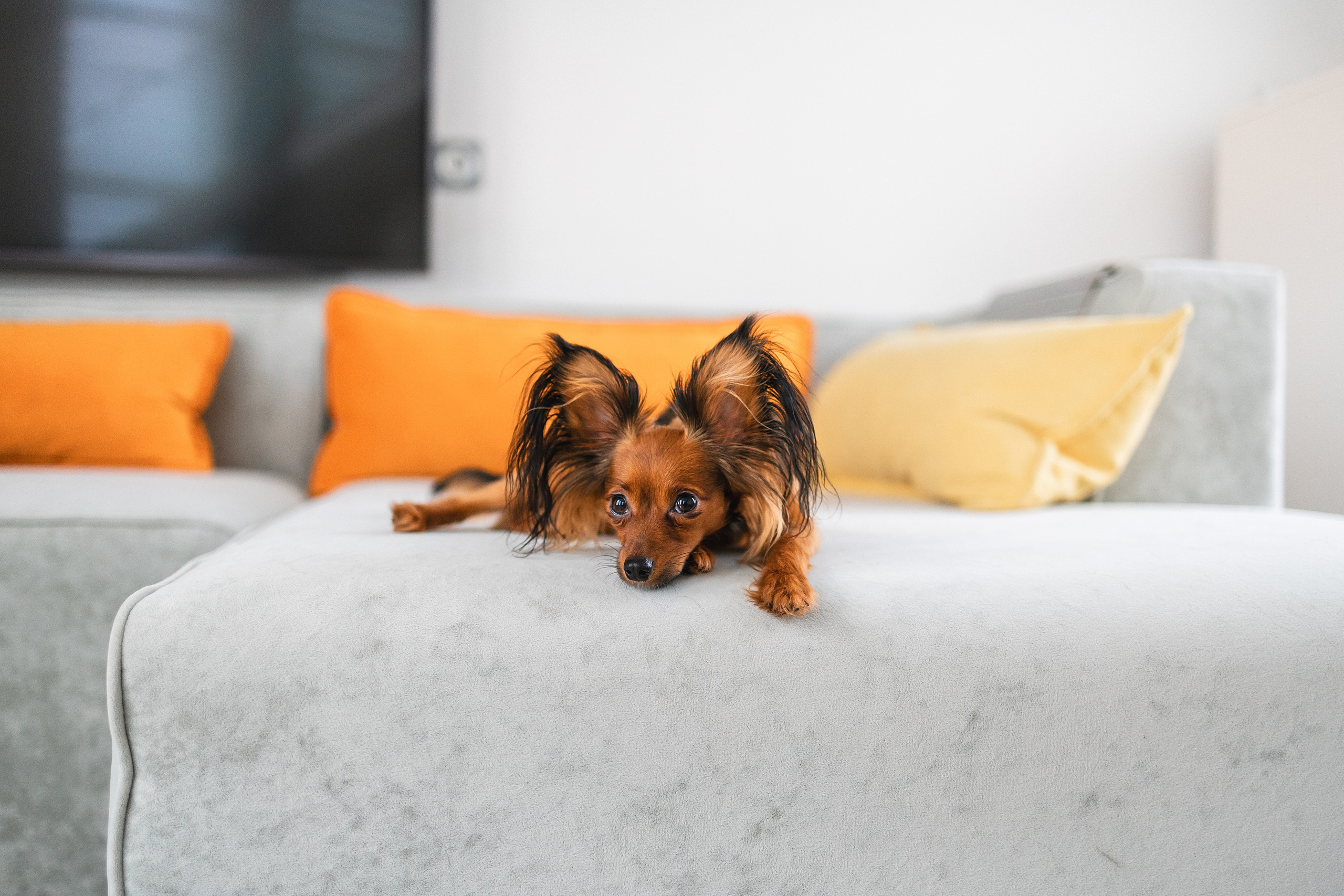 Малыши Той Терьер. Фотограф Анималист в Москве Анастасия Жучкова