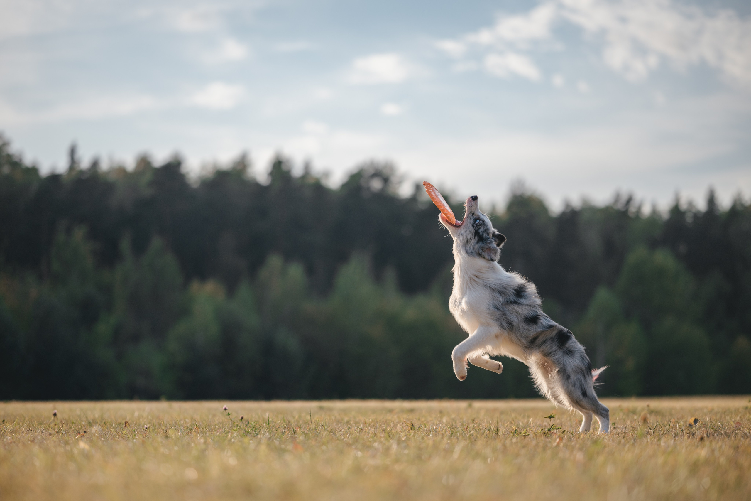 Бордерколли и фрисби. Фотограф Анималист в Москве Анастасия Жучкова