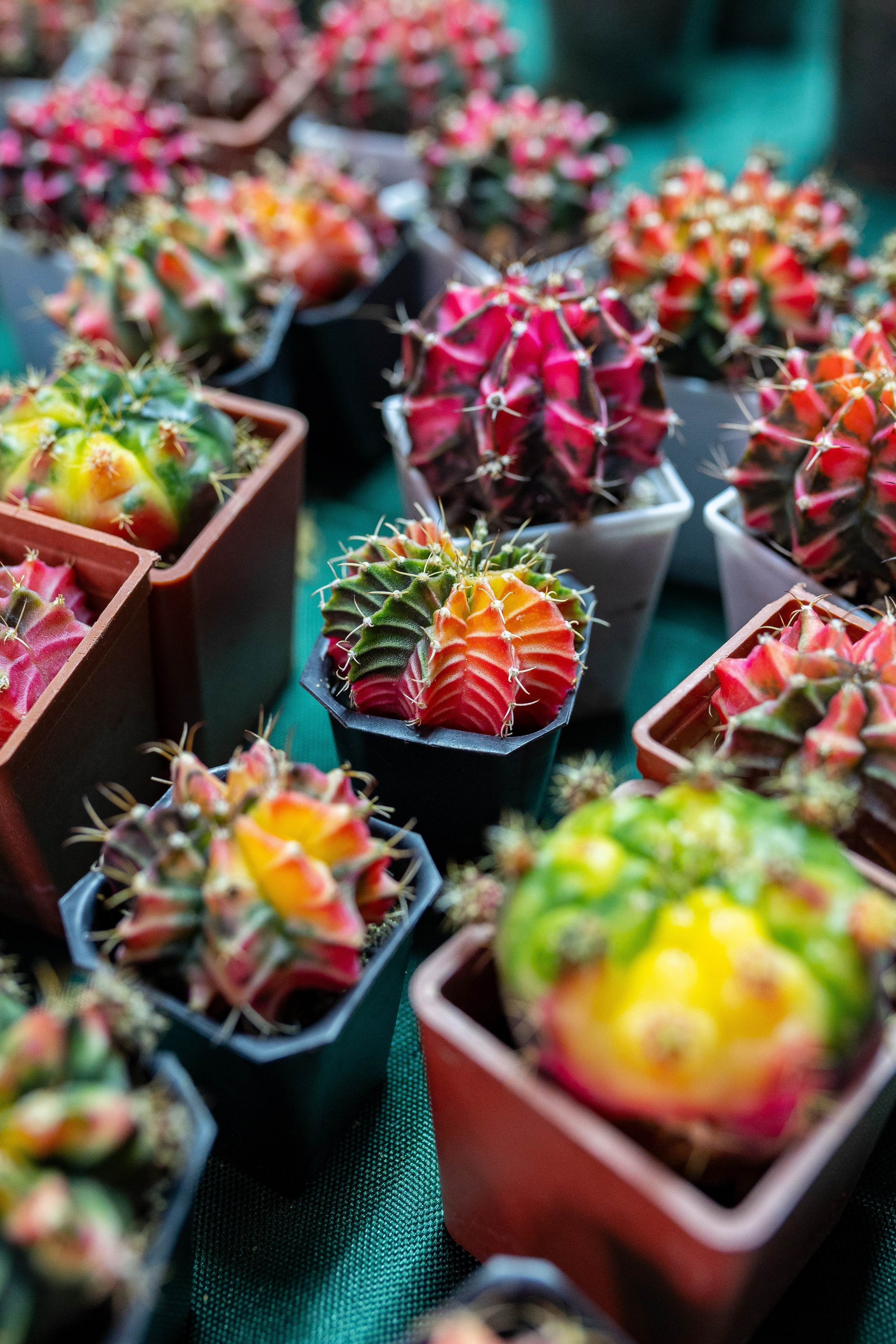 Growbox декабрь 2025. Александра Куликова фотограф, Москва