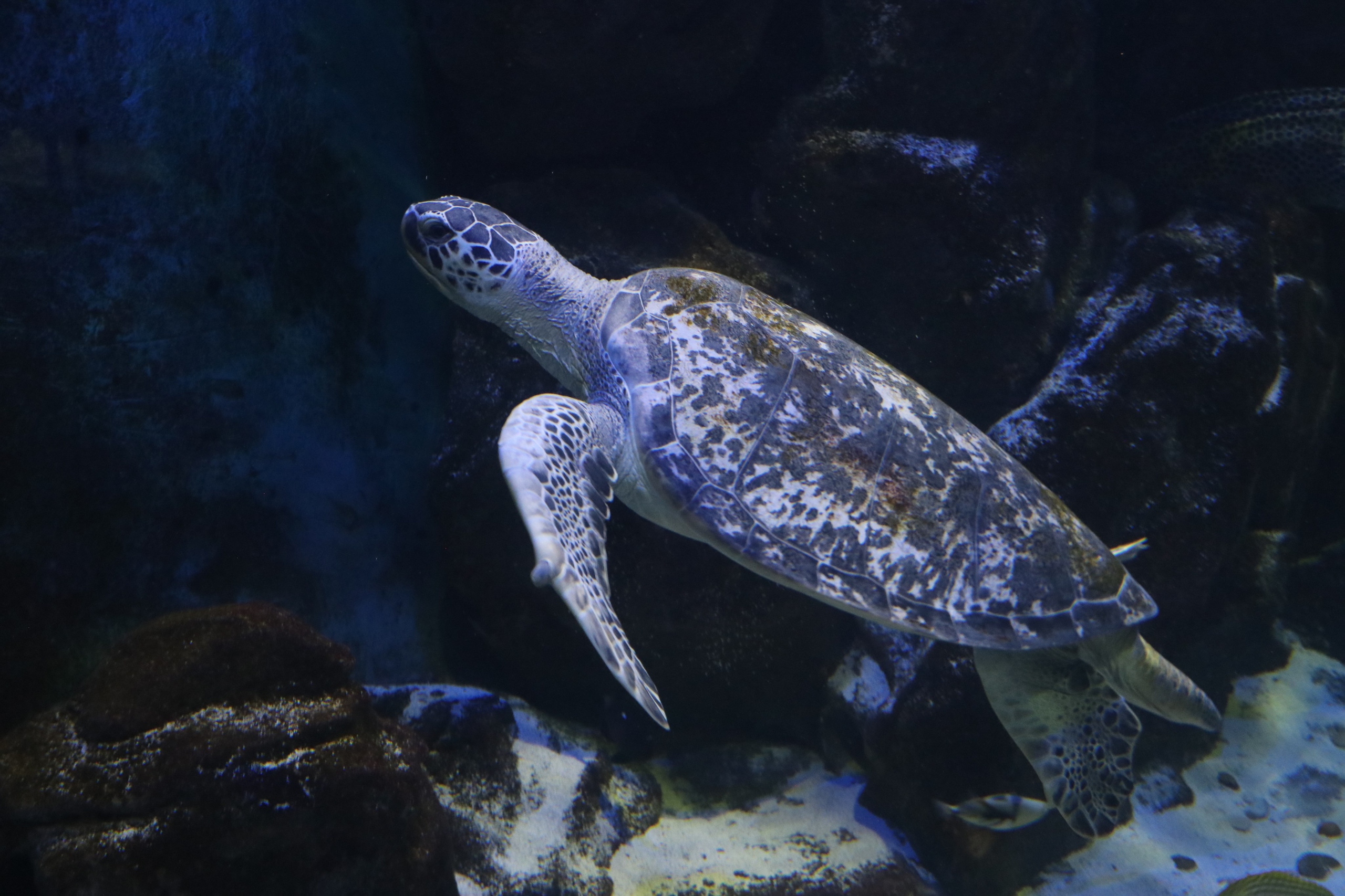 Крым. ЮБК (Севастополь, Кастрополь, Ялта). Май 2023. Путешественник-фотограф из Санкт-Петербурга Татьяна Свистулина