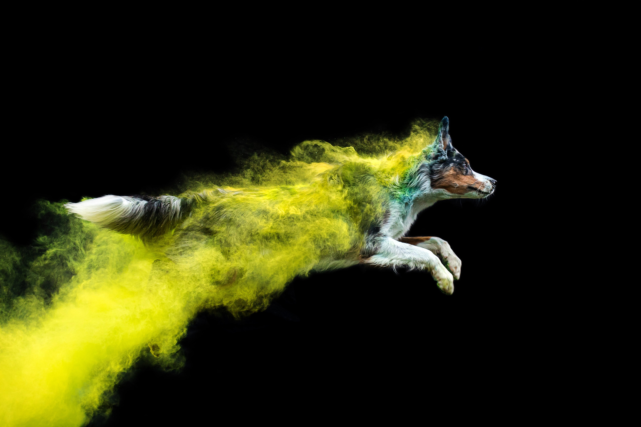 Пиксель и Зола