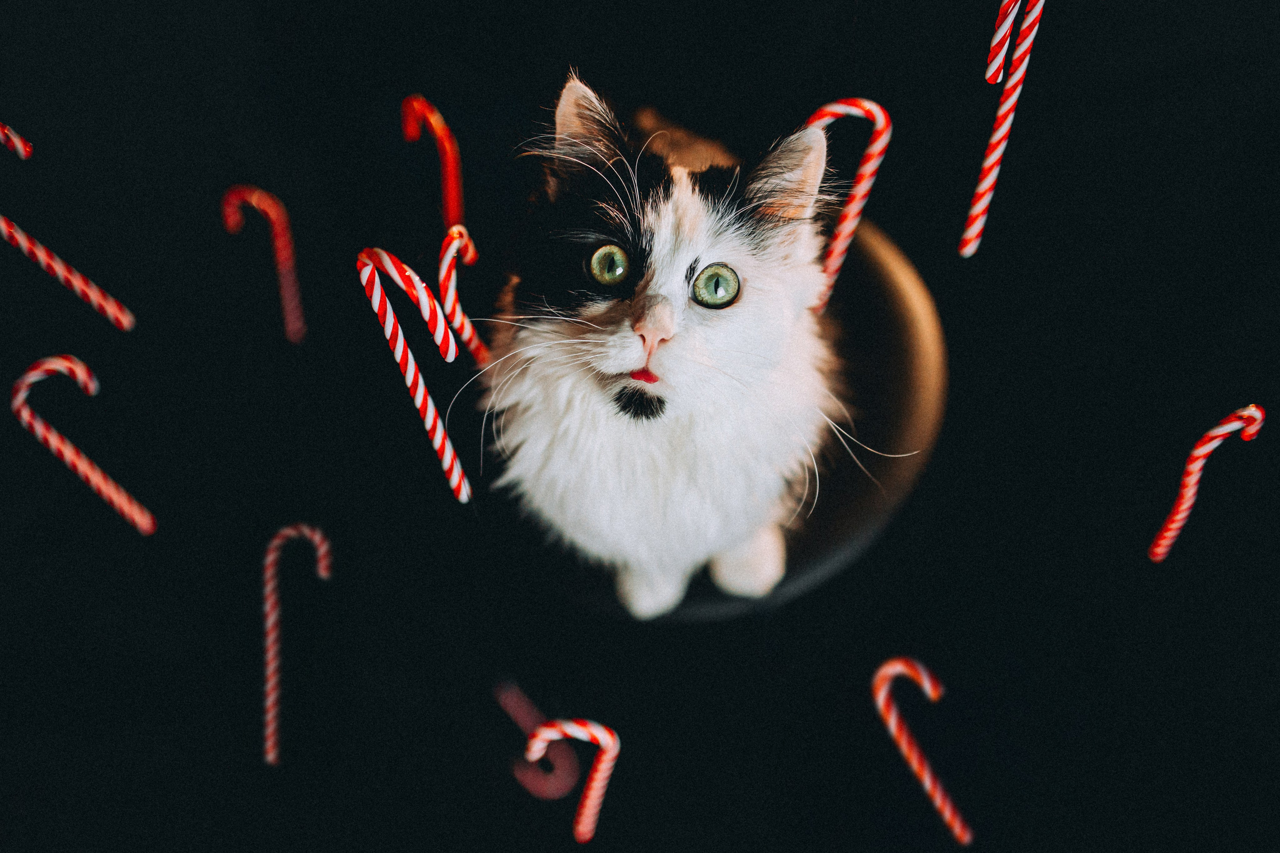 Джек, Бет и Кову