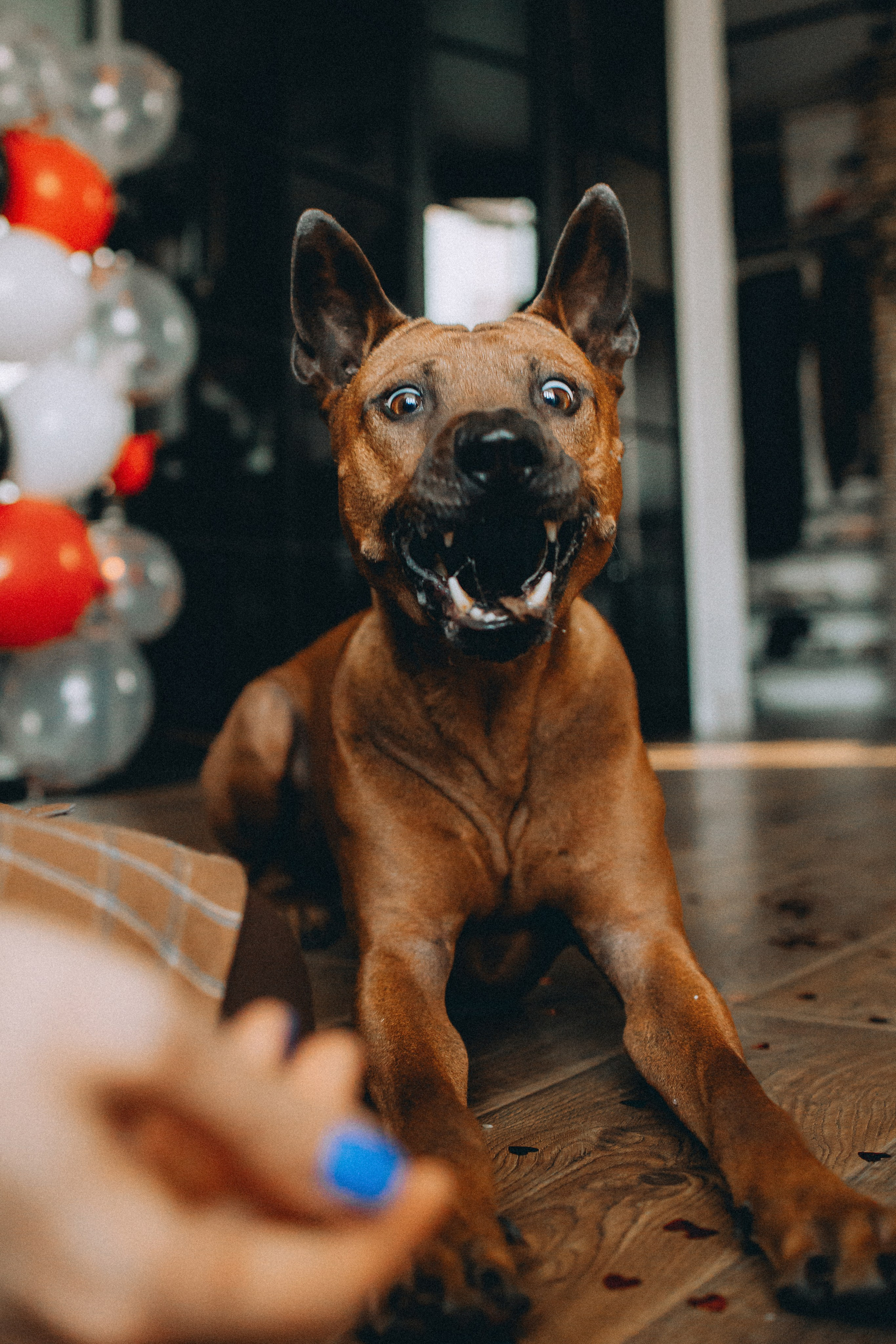 Оксана и Зевс