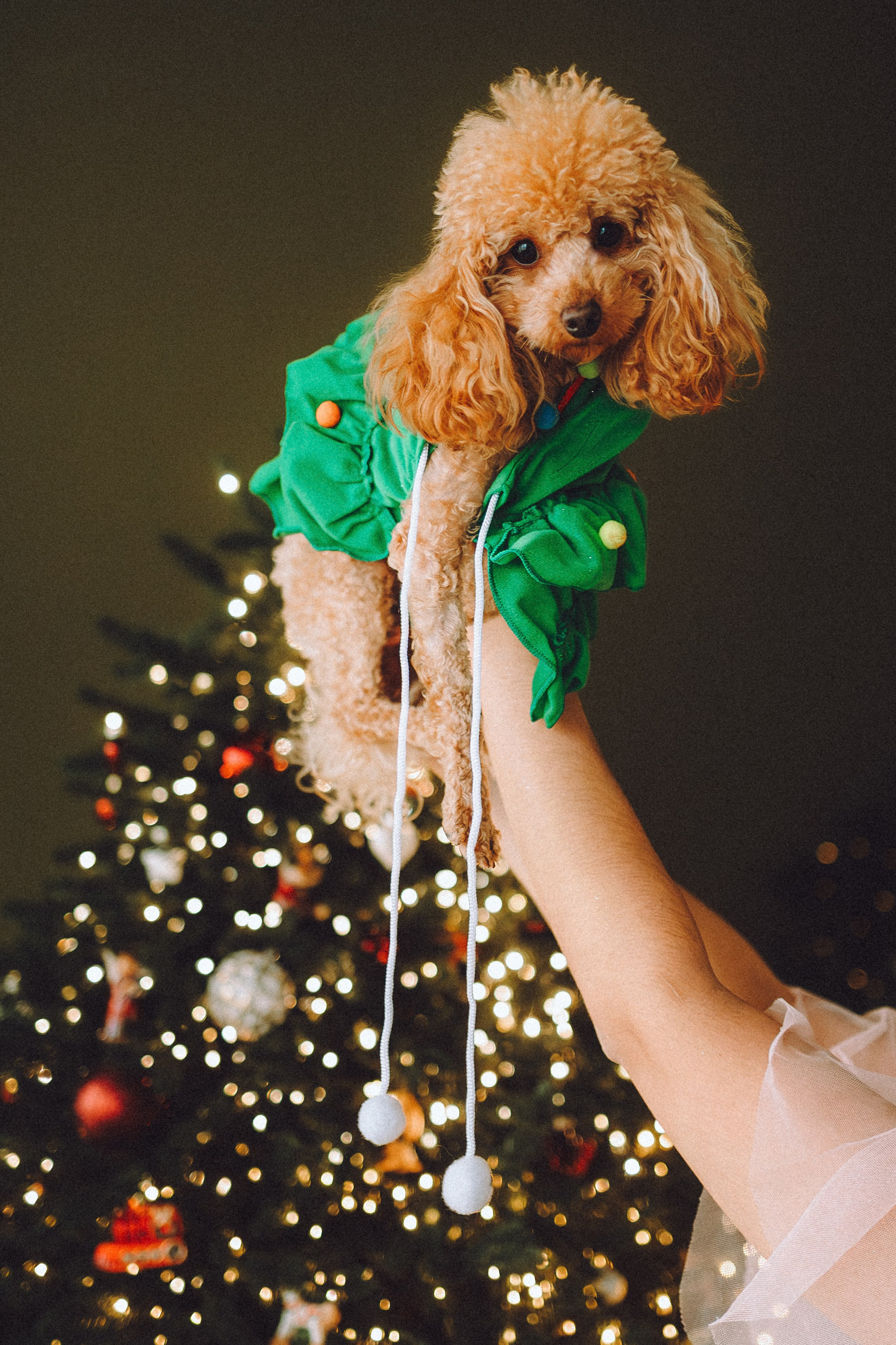 Джули, Шелли и их семья