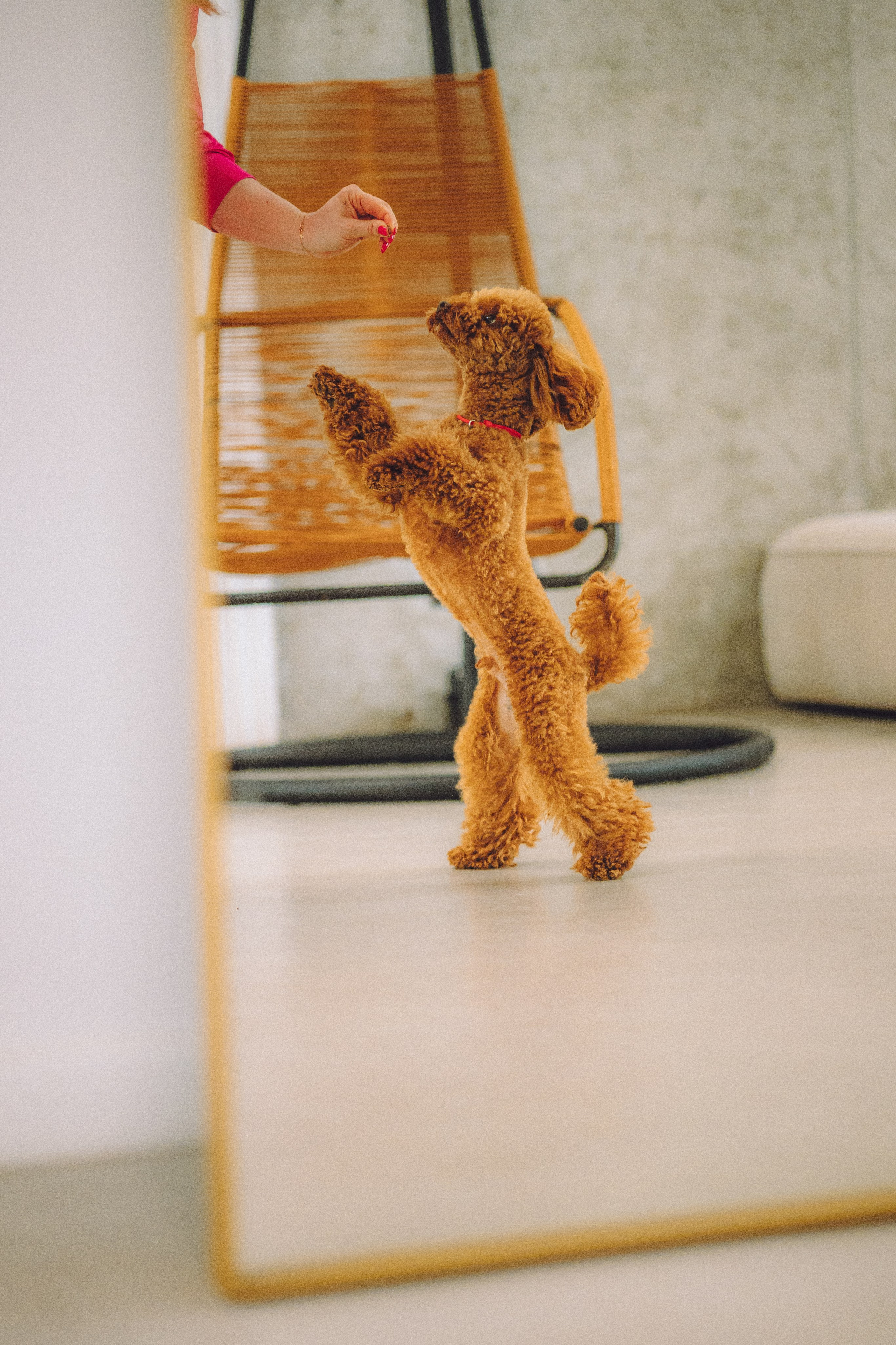 День Рождения пуделя Глаши