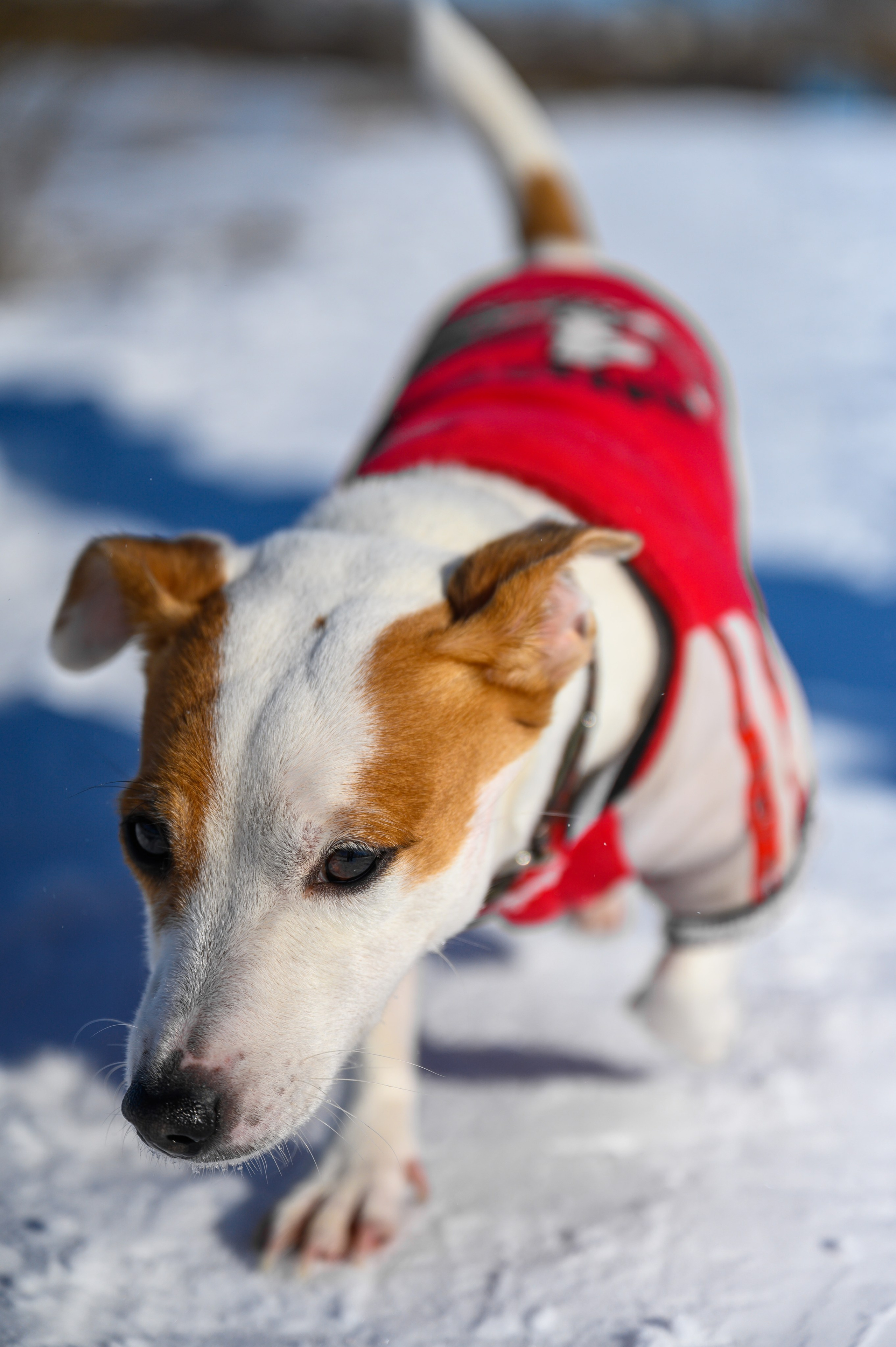 Джек Рассел. Bazarkom-photo.ru Фотограф Виктор Оськин в Старом Осколе