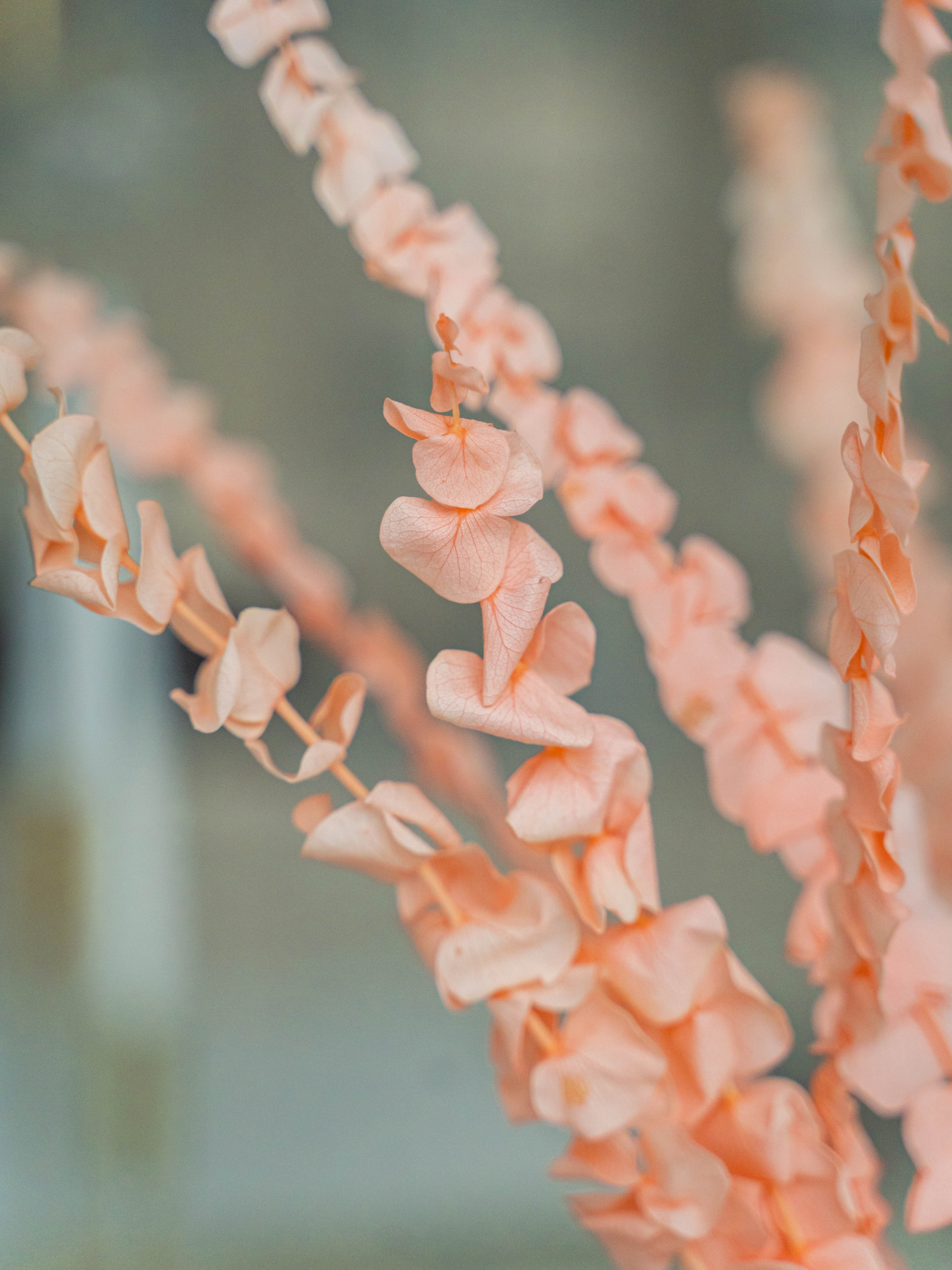 Сухоцветы. Фотограф в Москве Ленарская Дарья