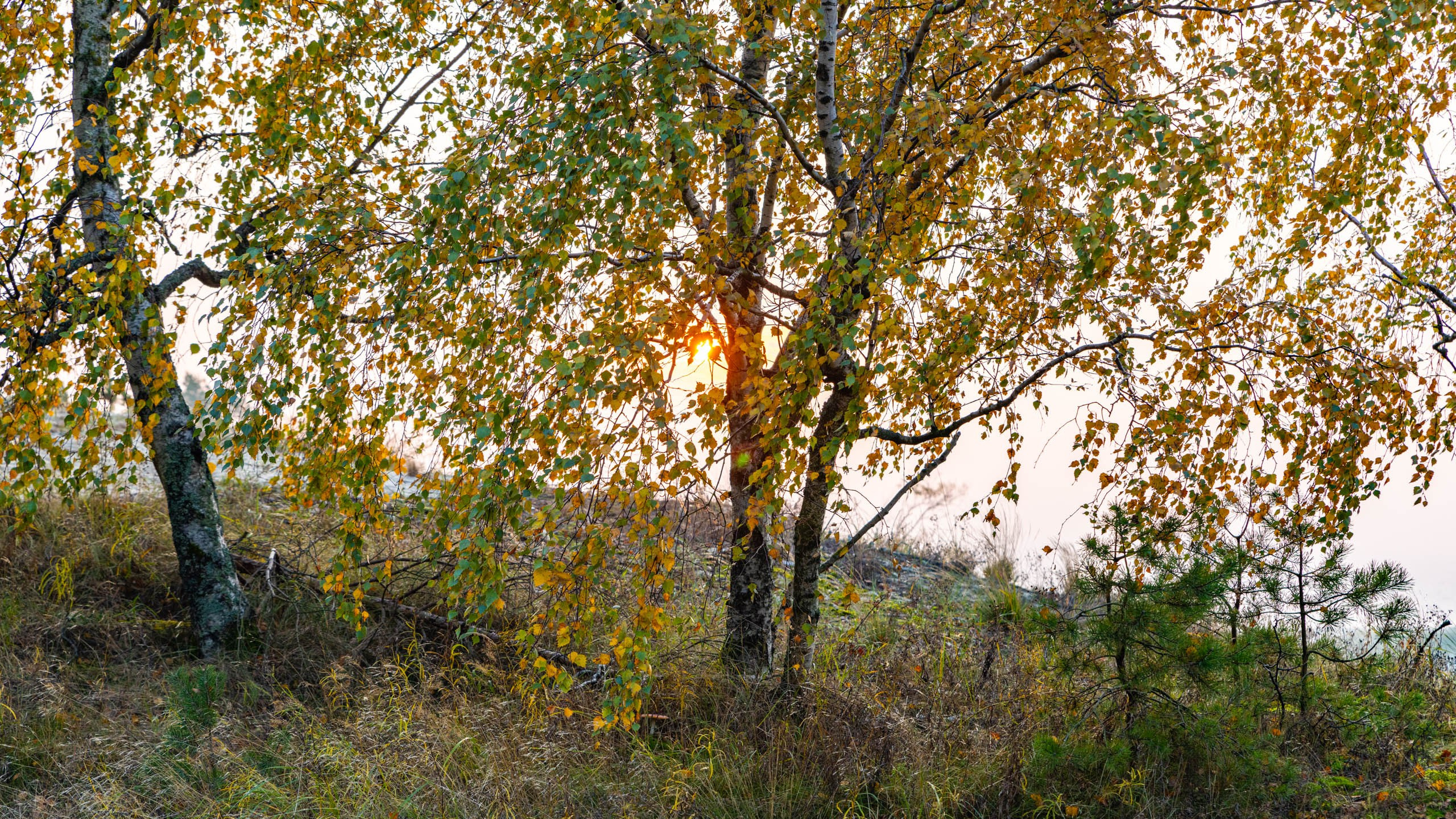 2024 10 Зеленоградск, Светлогорск, Куршская коса. Фотографии